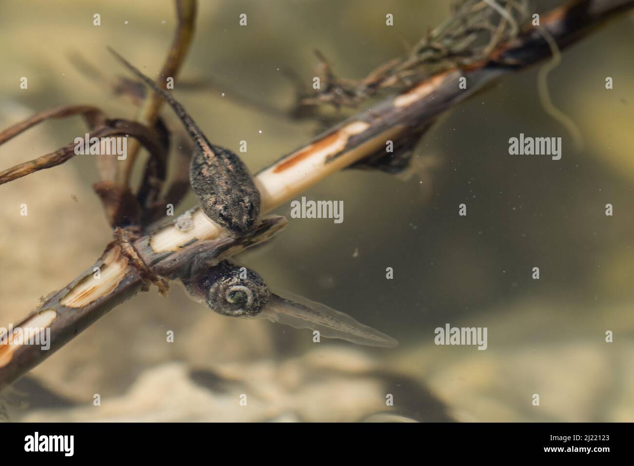 Un paio di tadpoli di rana dipinta nel Mediterraneo, Discoglossus pictus, che si nutrono di bastone in un laghetto poco profondo di acqua dolce nella campagna maltese. Foto Stock