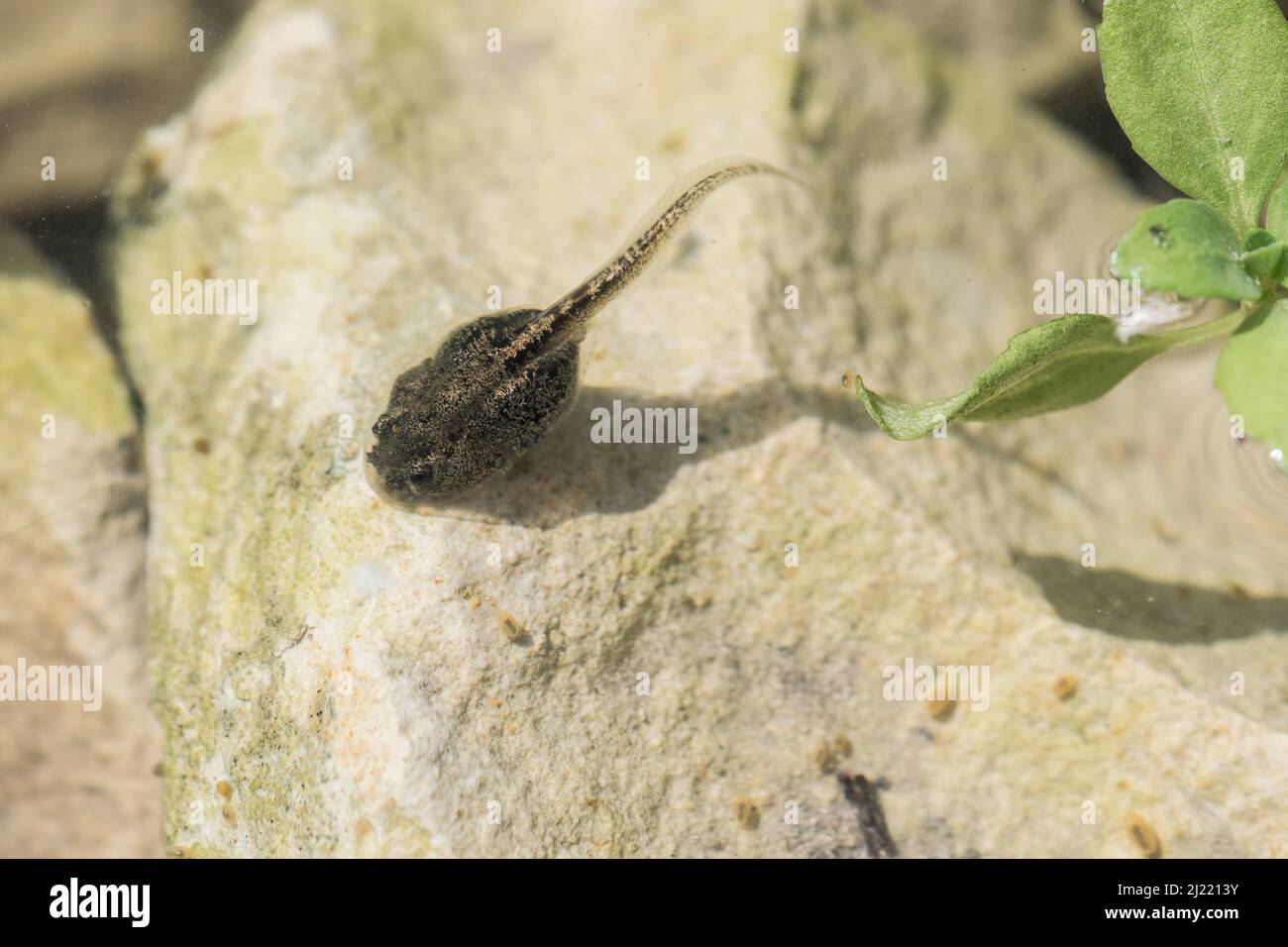 Un tadpolo di una rana dipinta nel Mediterraneo, Discoglossus pictus, che si alimenta su una roccia in un laghetto poco profondo di acqua dolce nella campagna maltese. Foto Stock