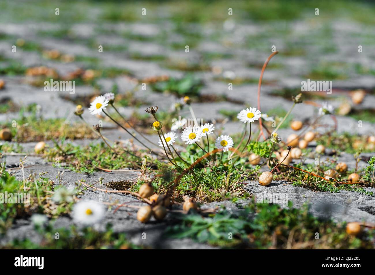 Le margherite crescono sulla pianta dell'asfalto e sulla città Foto Stock