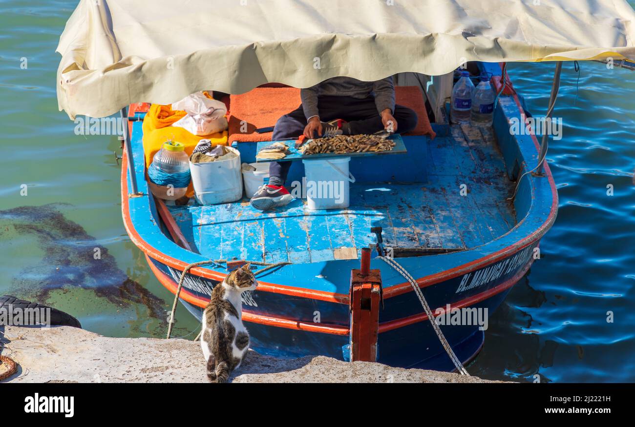 Barca da pesca in porto con catture del giorno e gatto locale in attesa della sua parte. Foto Stock