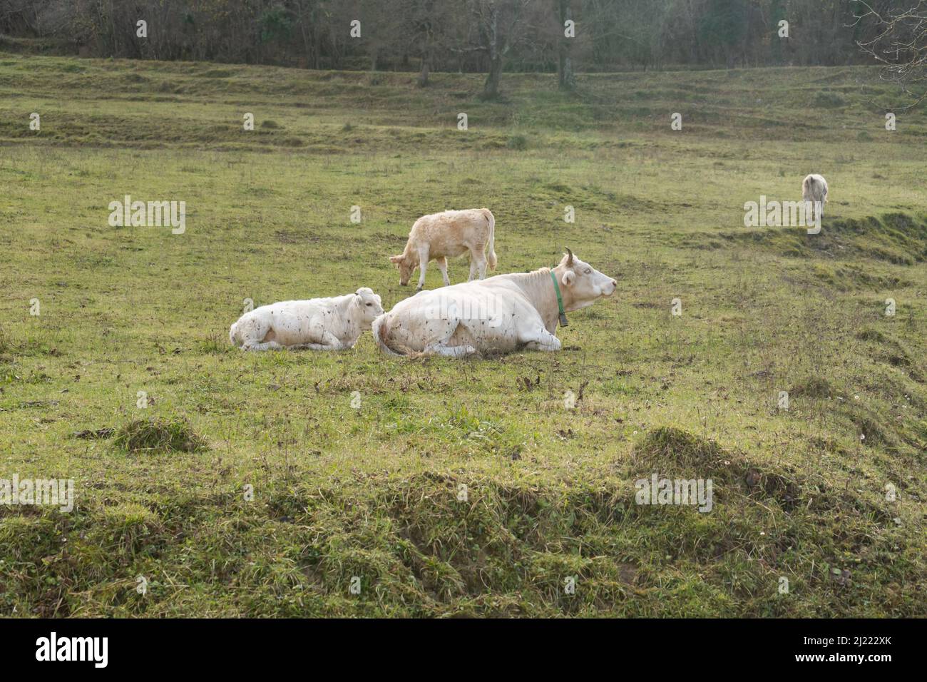 Mucche giacenti su pascoli. Mucche bianche rilassante in fattoria natura in campo in estate Foto Stock