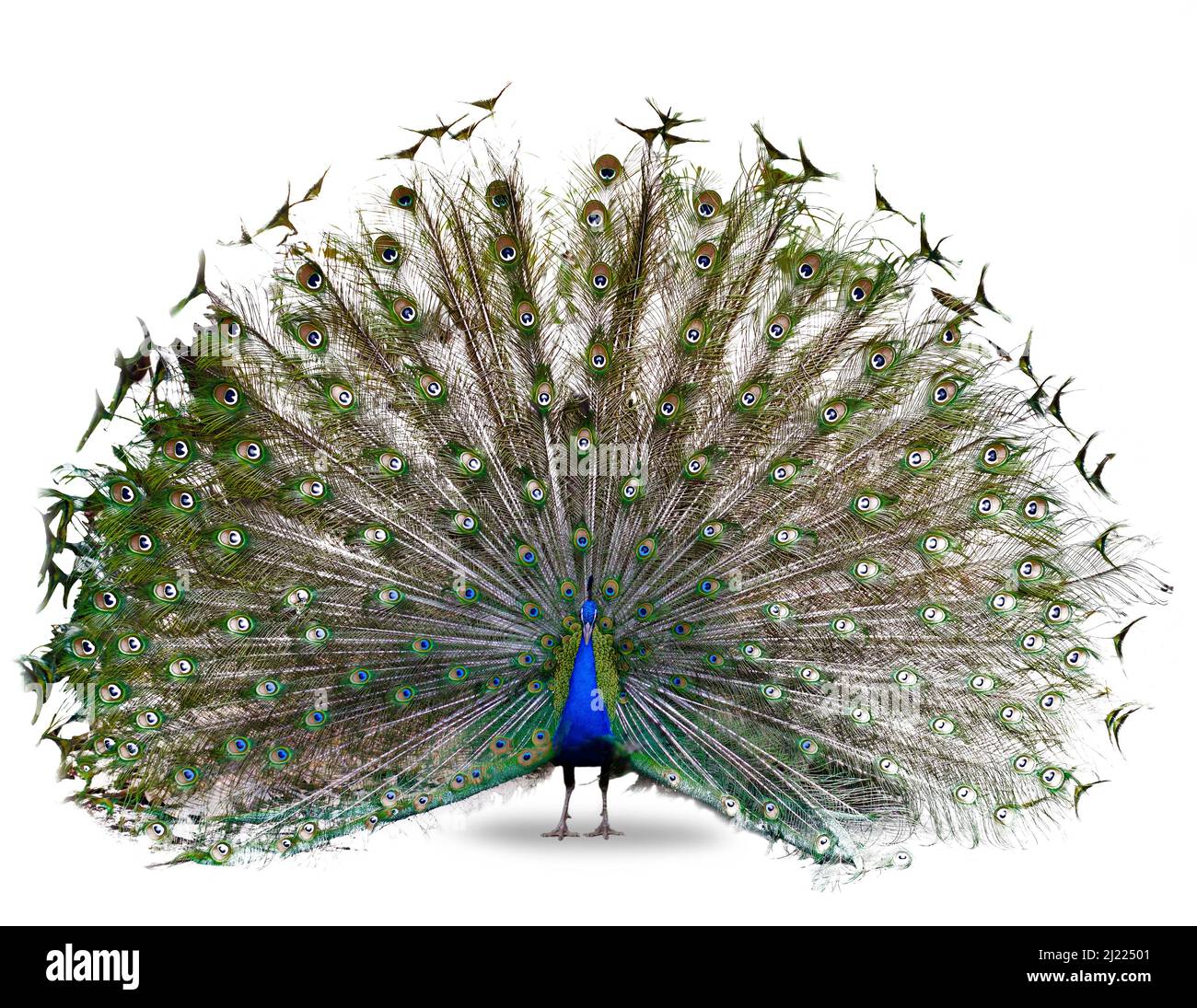 Il peafowl indiano o spettacolo di danza di peafowl blu isolato su sfondo bianco Foto Stock