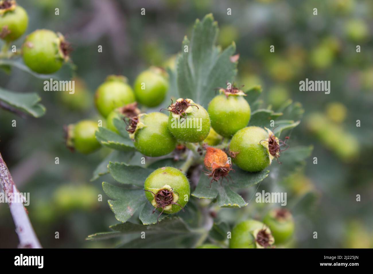 Bacche di biancospino sul cespuglio. Frutta di biancospino verde non matura, primo piano. Foto Stock