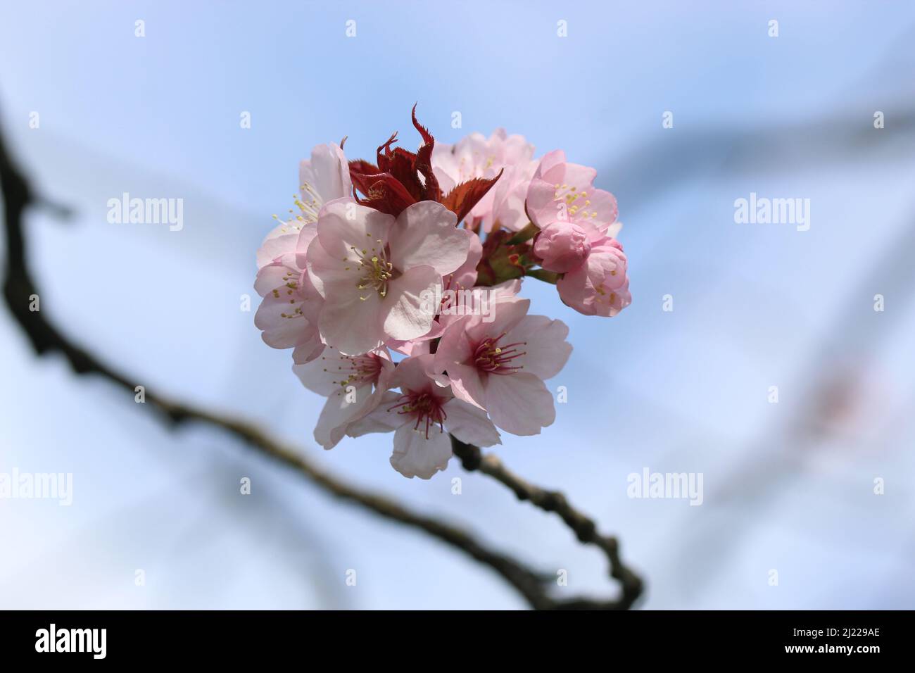 Una fotografia di fiori su un nuovo albero a Manchester, all'alba della primavera. Foto Stock