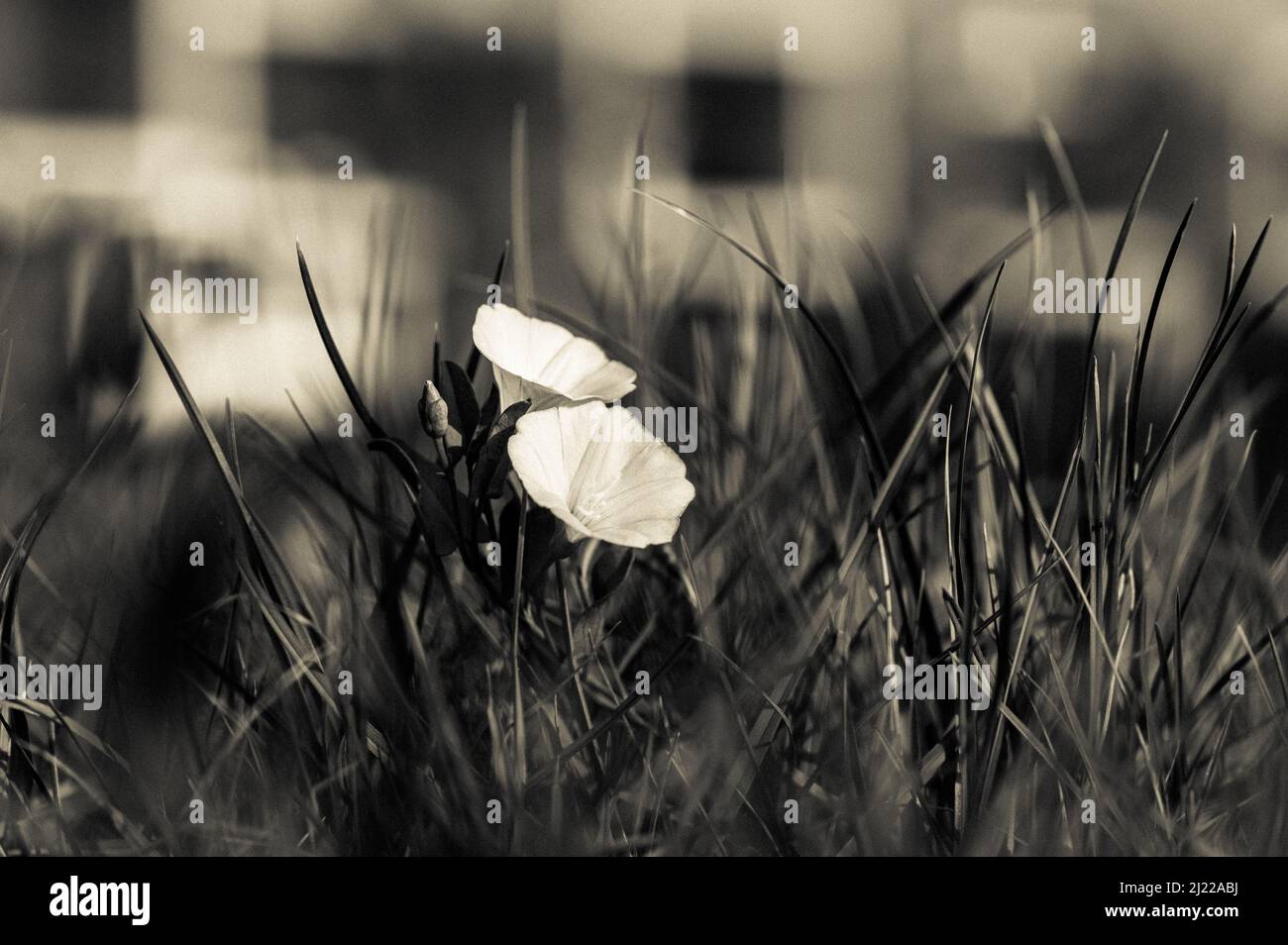 Un primo piano di bellissimi fiori bindweed in un campo Foto Stock