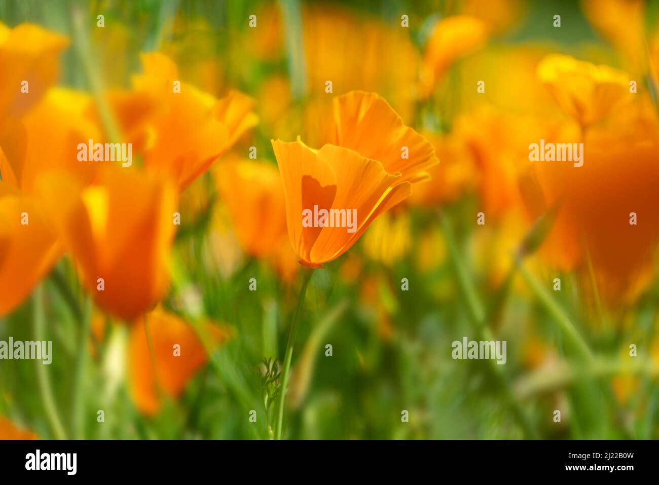 I papaveri della California fioriscono in primavera Foto Stock