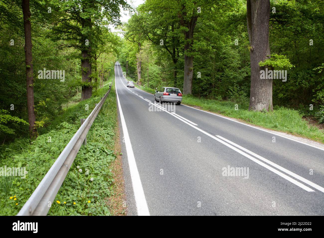 Strada attraverso la foresta Primeval Urwald Sababurg, Hofgeismar, Weser Uplands, Weserbergland, Hesse, Germania Foto Stock