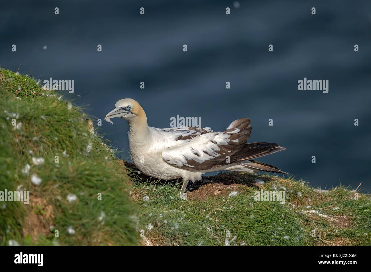 Gannet, da vicino, su una scogliera che si affaccia sul mare in Scozia in estate Foto Stock