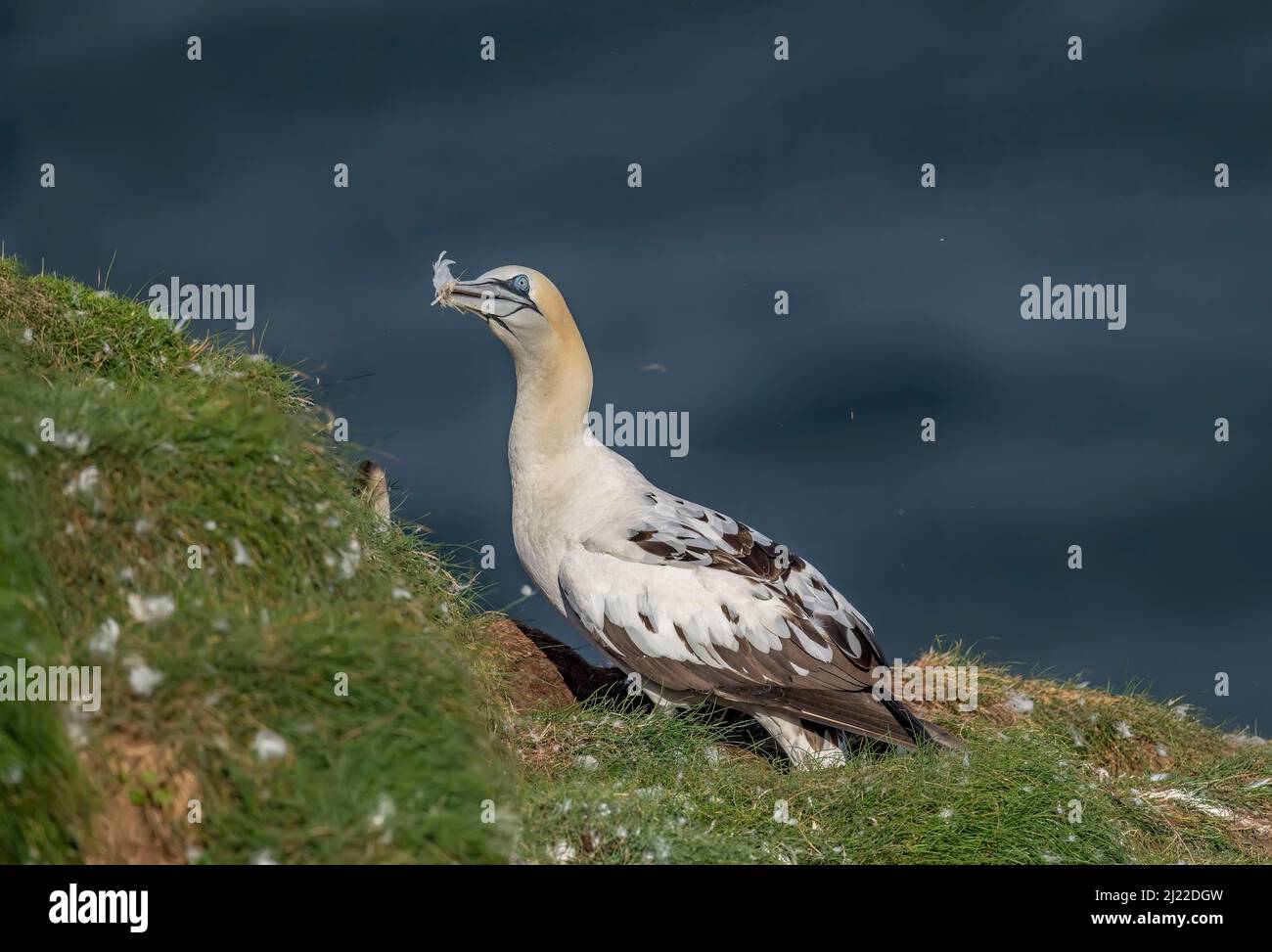 Gannet, da vicino, su una scogliera che si affaccia sul mare in Scozia in estate Foto Stock