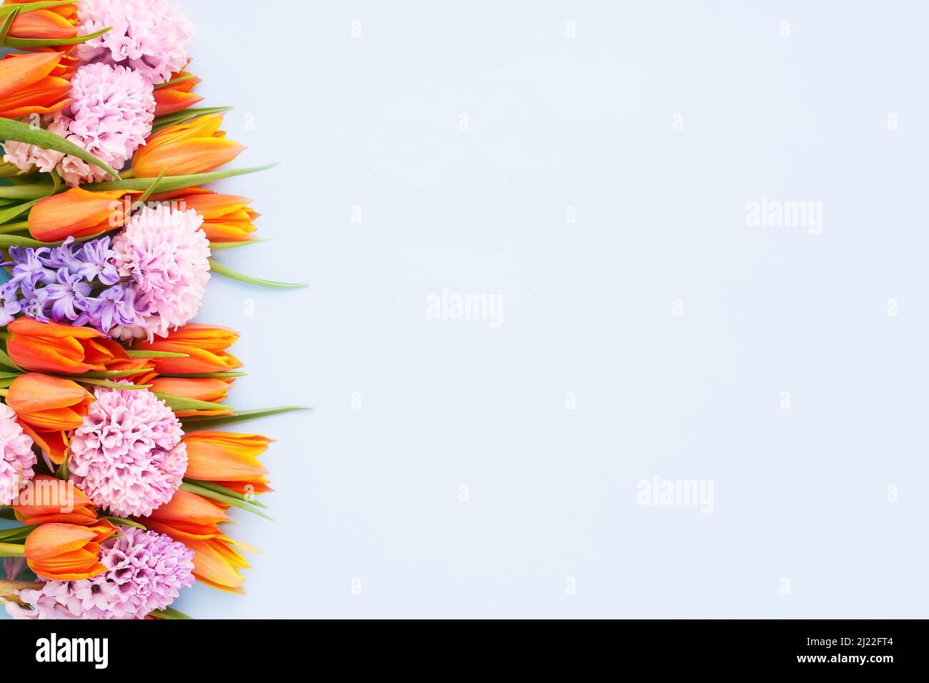 Tulipani arancioni brillanti e giacinti rosa su sfondo azzurro. Disposizione piatta, spazio di copia. Festa della mamma, giorno di San Valentino, concetto di compleanno. Foto Stock