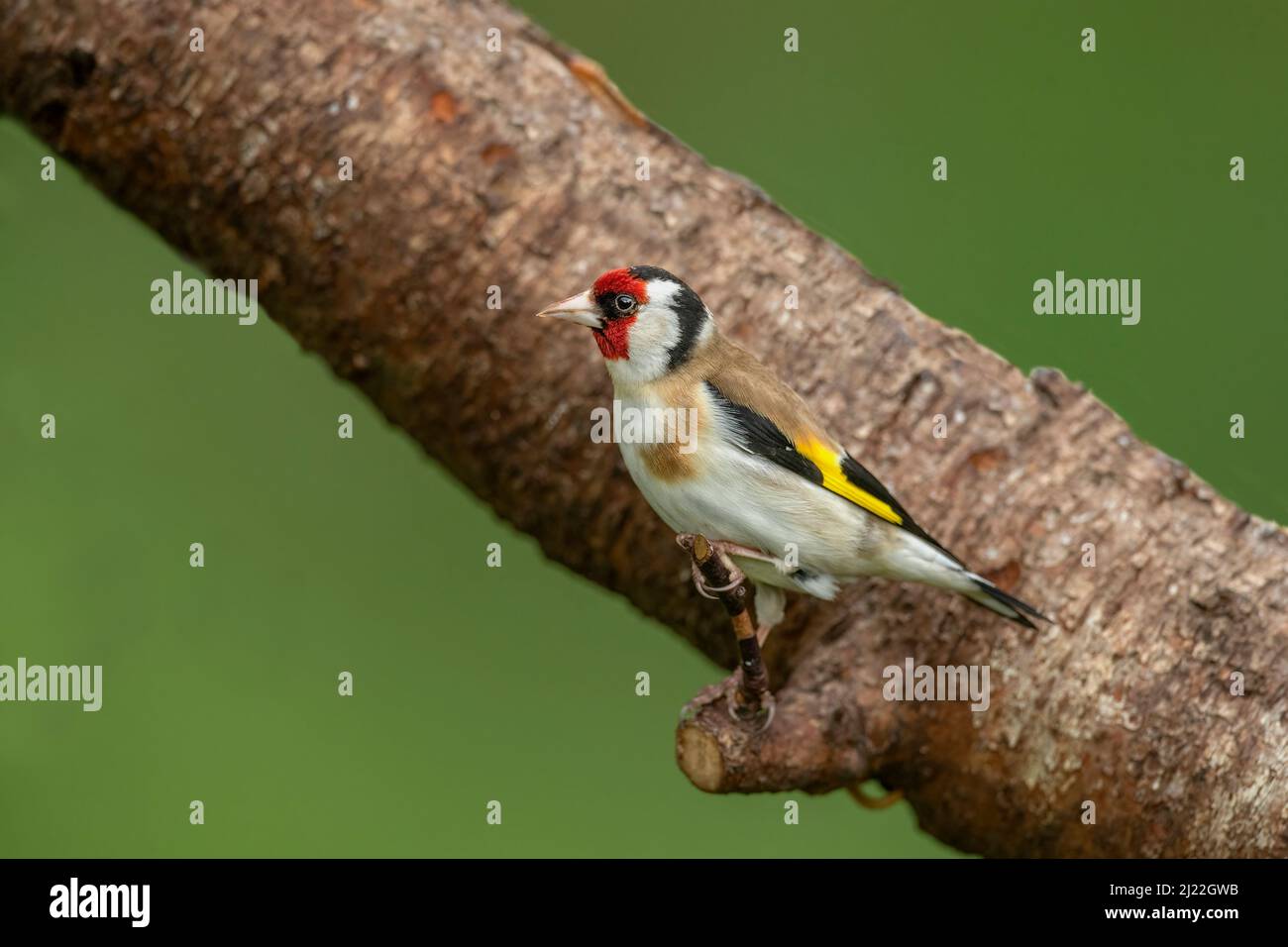 Goldfinch arroccato su un ceppo Foto Stock