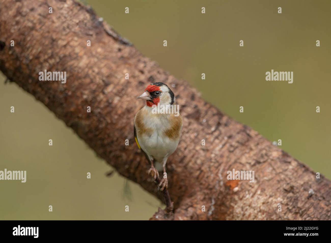 Goldfinch arroccato su un ceppo Foto Stock