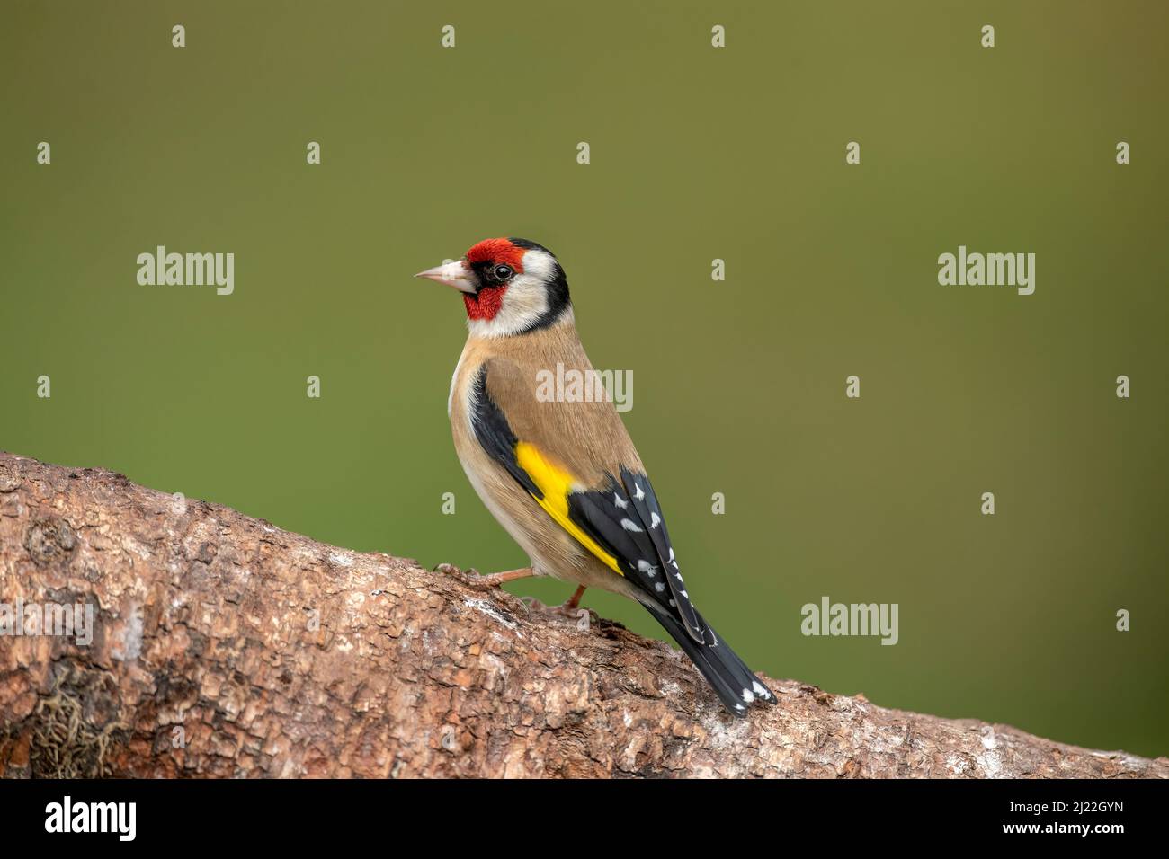 Goldfinch arroccato su un ceppo Foto Stock