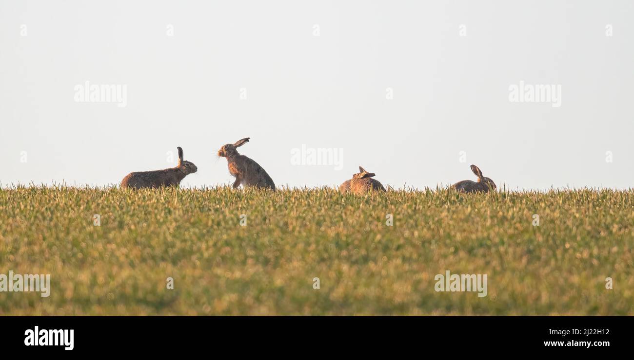 Four Brown Hares , sedette all'orizzonte contro un'interazione con il cielo blu e mostrava il comportamento della corte. Suffolk, Regno Unito Foto Stock