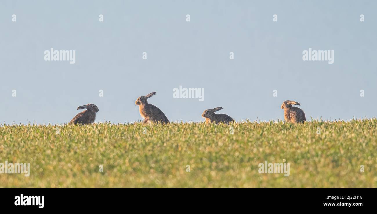 Four Brown Hares , sedette all'orizzonte contro un cielo blu che esibiva un comportamento di corte. Suffolk, Regno Unito Foto Stock