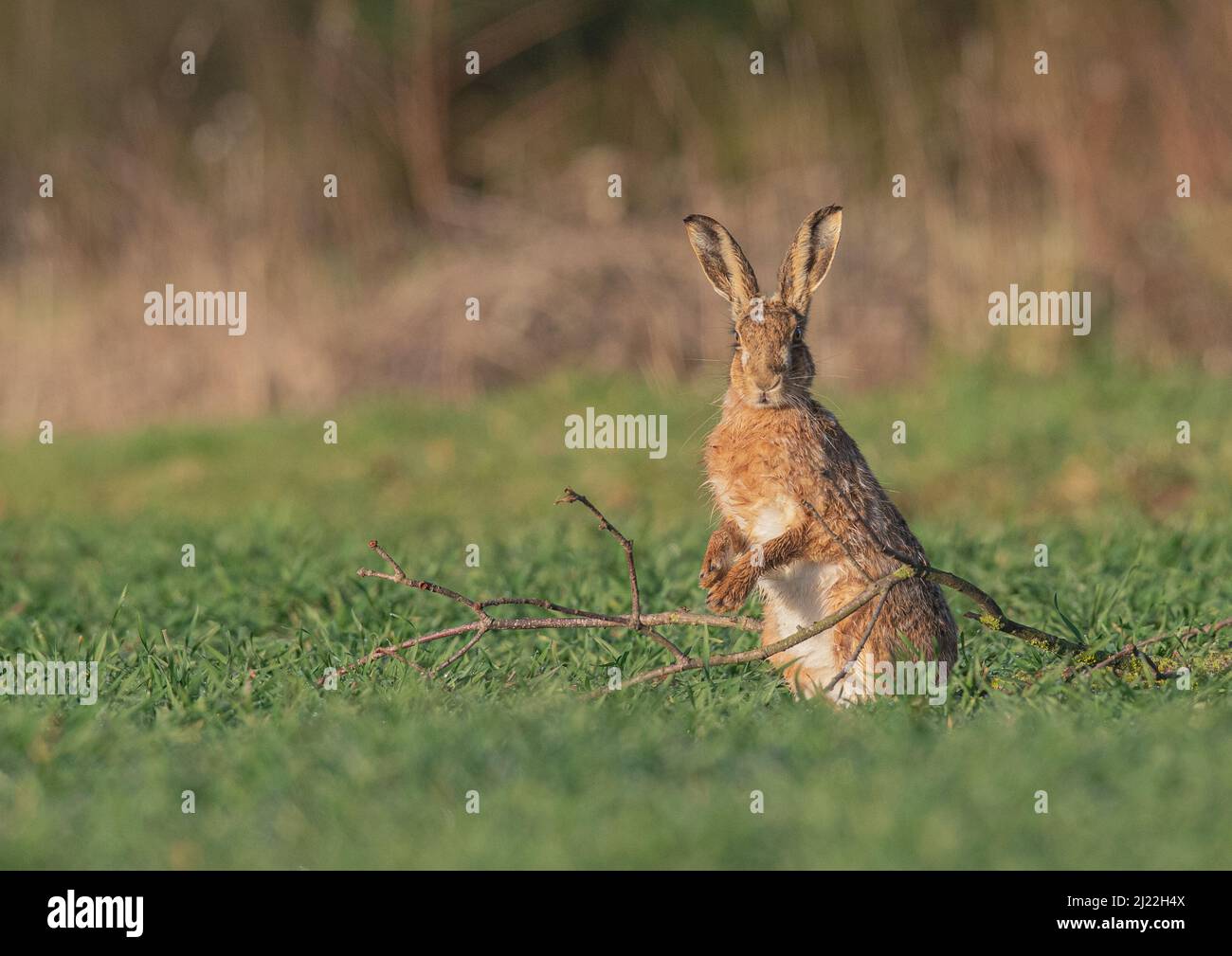 Il Branch Manager .la più cutest Brown Hare, in piedi nelle sue gambe posteriori guardando nel mio obiettivo . Suffolk, Regno Unito Foto Stock