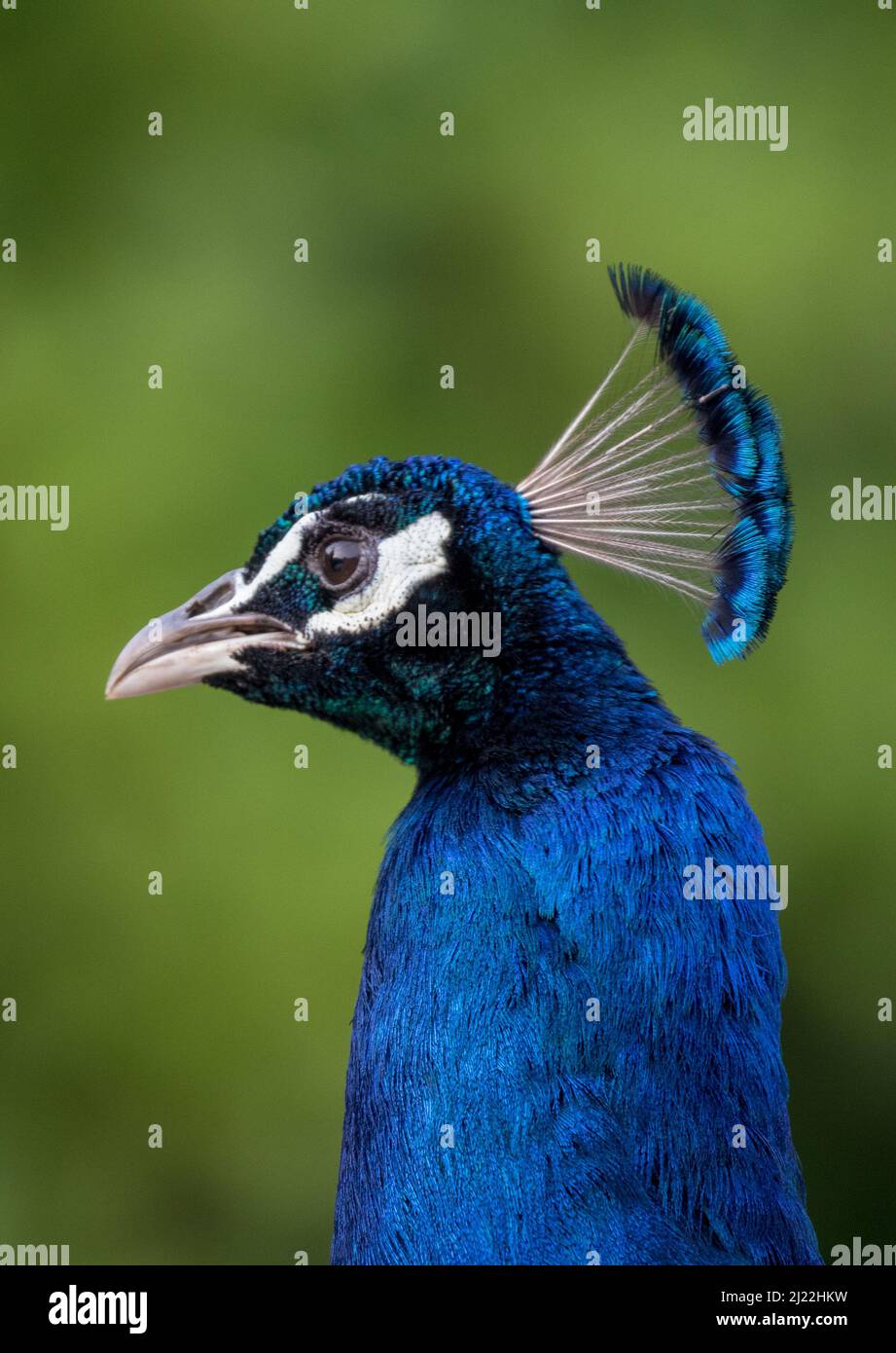 Un primo colpo di una bella Peacock blu , che mostra le sue piume iridescenti blu e l'elegante cresta della testa. Suffolk, Regno Unito Foto Stock