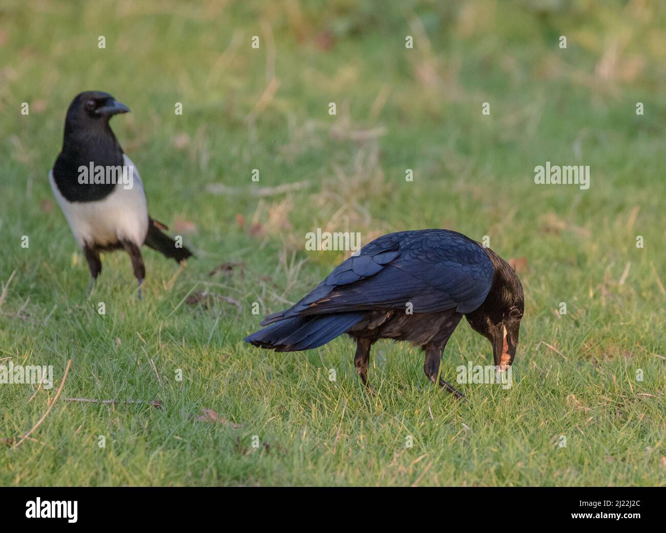 Britains due migliori scavenger in azione . Un carrion Crow e un Magpie in cerca di cibo. . Suffolk, Regno Unito Foto Stock