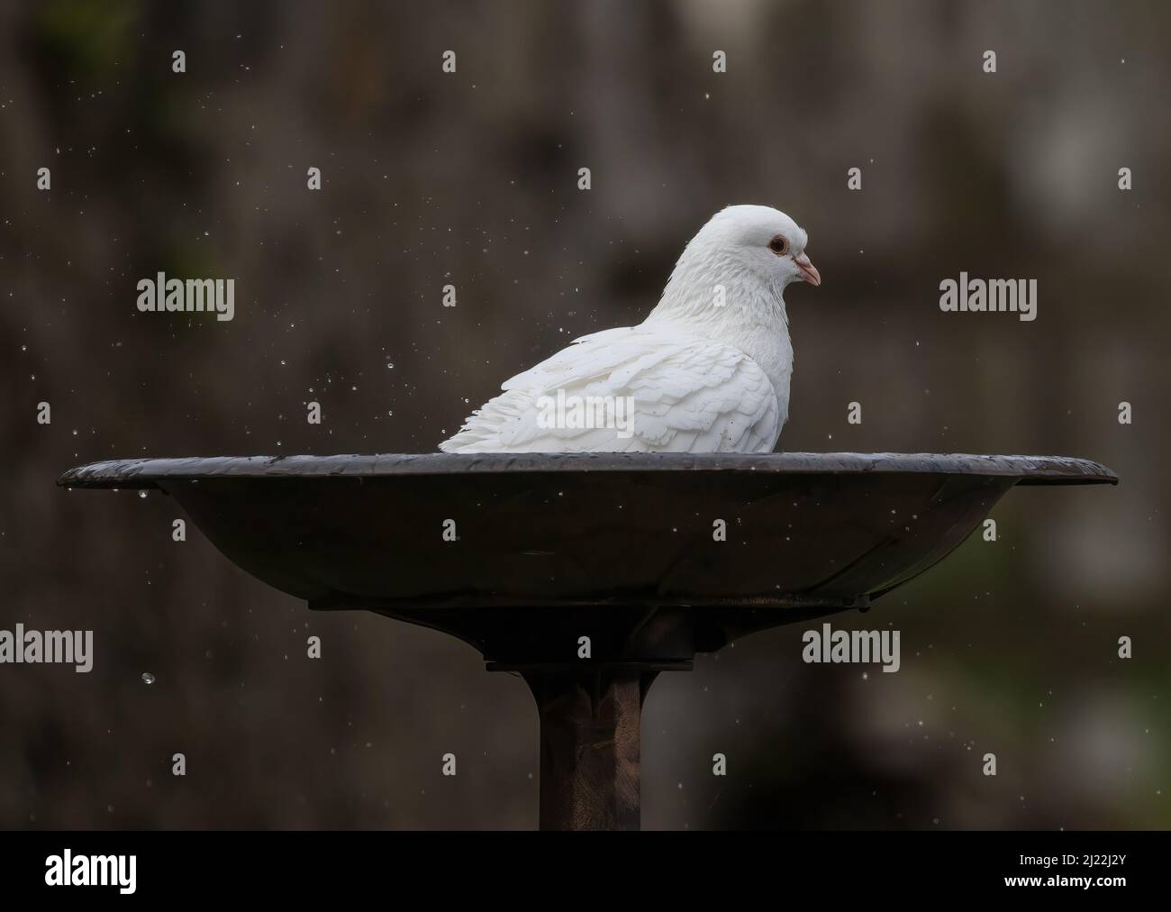 Bellezza balneabile , una colomba bianca che ha un bel bagno. Suffolk, Regno Unito Foto Stock