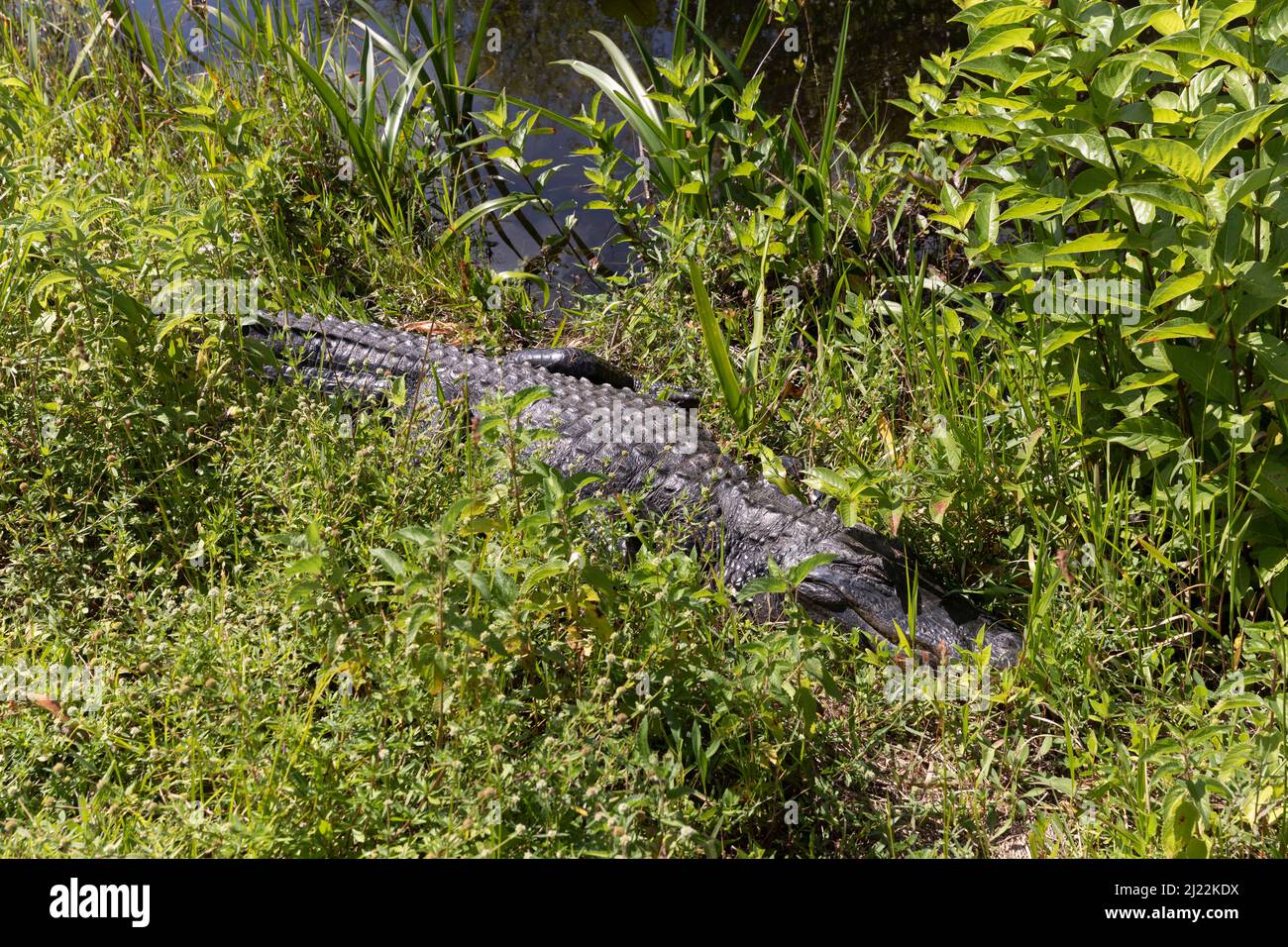 L'alligatore americano è visibile nell'Everglades National Park Foto Stock