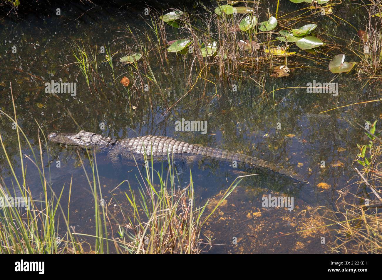 L'alligatore americano è visibile nell'Everglades National Park Foto Stock