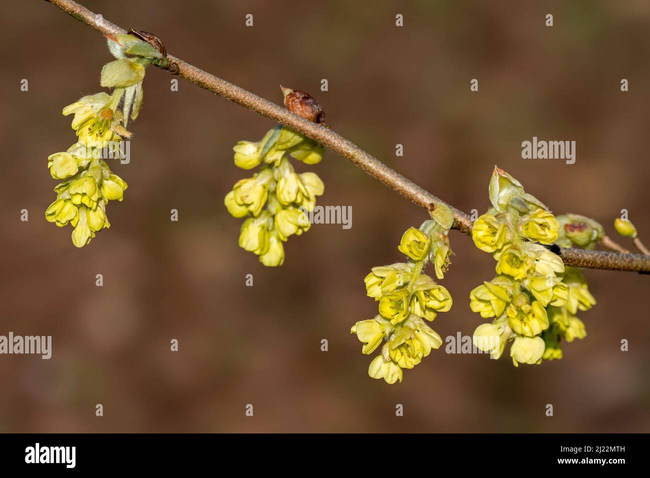 Primo piano di ramoscello con fiori gialli di fioritura / fioritura fragrante nocciolo invernale (Corylopsis glabrescens) in primavera, originario del Giappone e della Corea Foto Stock