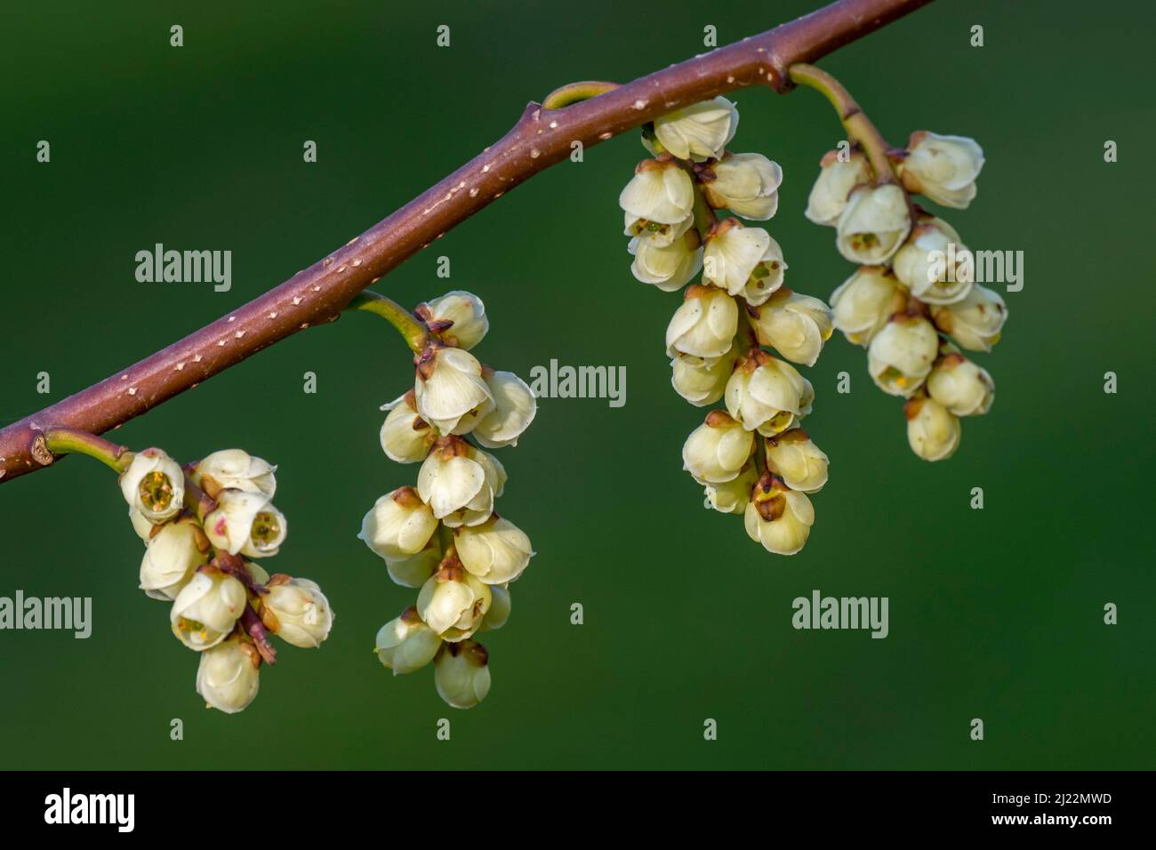 Stachyurus (Stachyurus praecox), primo piano di ramoscello con infiorescenze in primavera, originario del Giappone Foto Stock