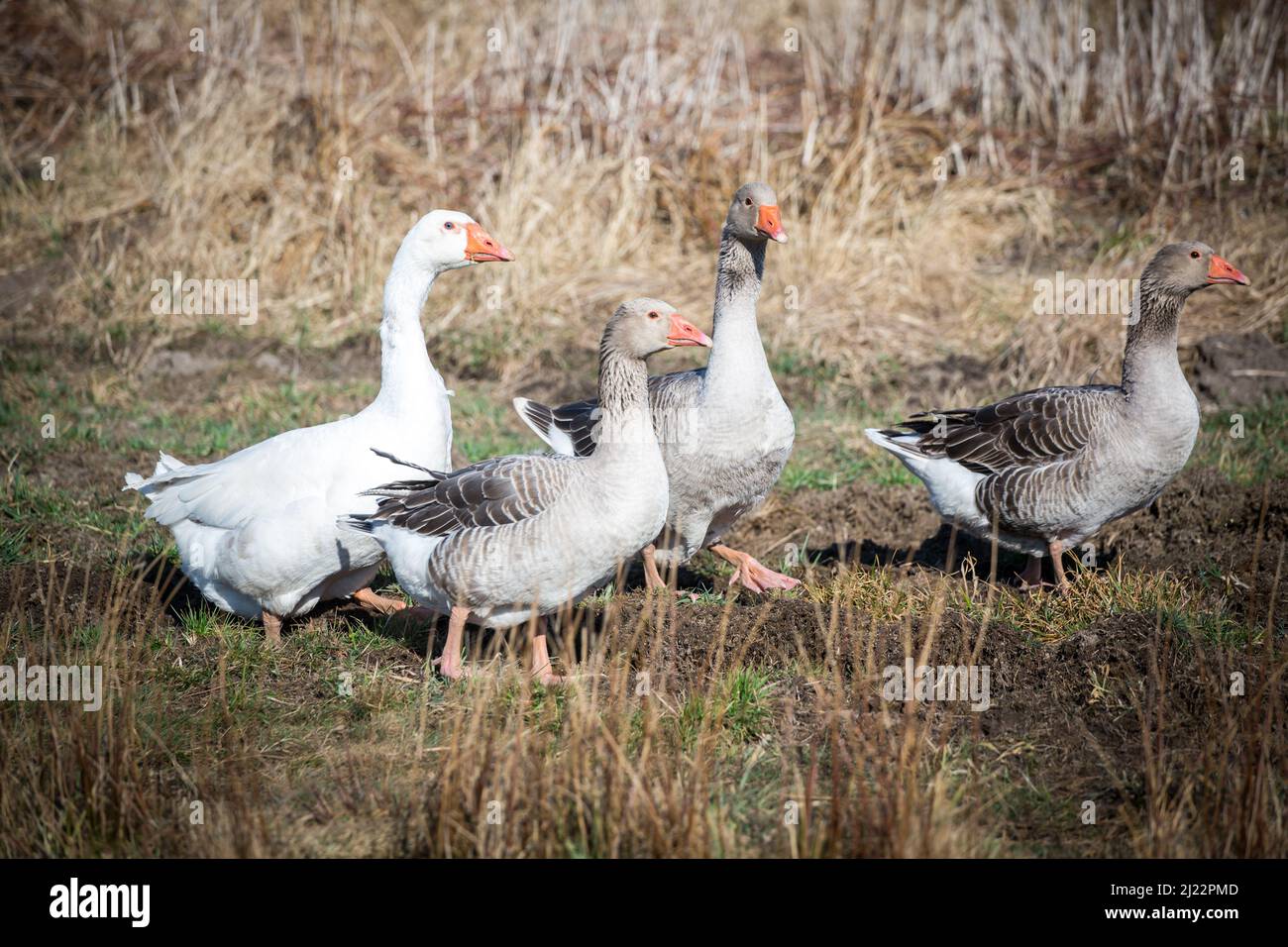 Gregge di oche, famiglia di oche della razza 'Österreichische Landgans', una razza d'oca in pericolo proveniente dall'Austria Foto Stock