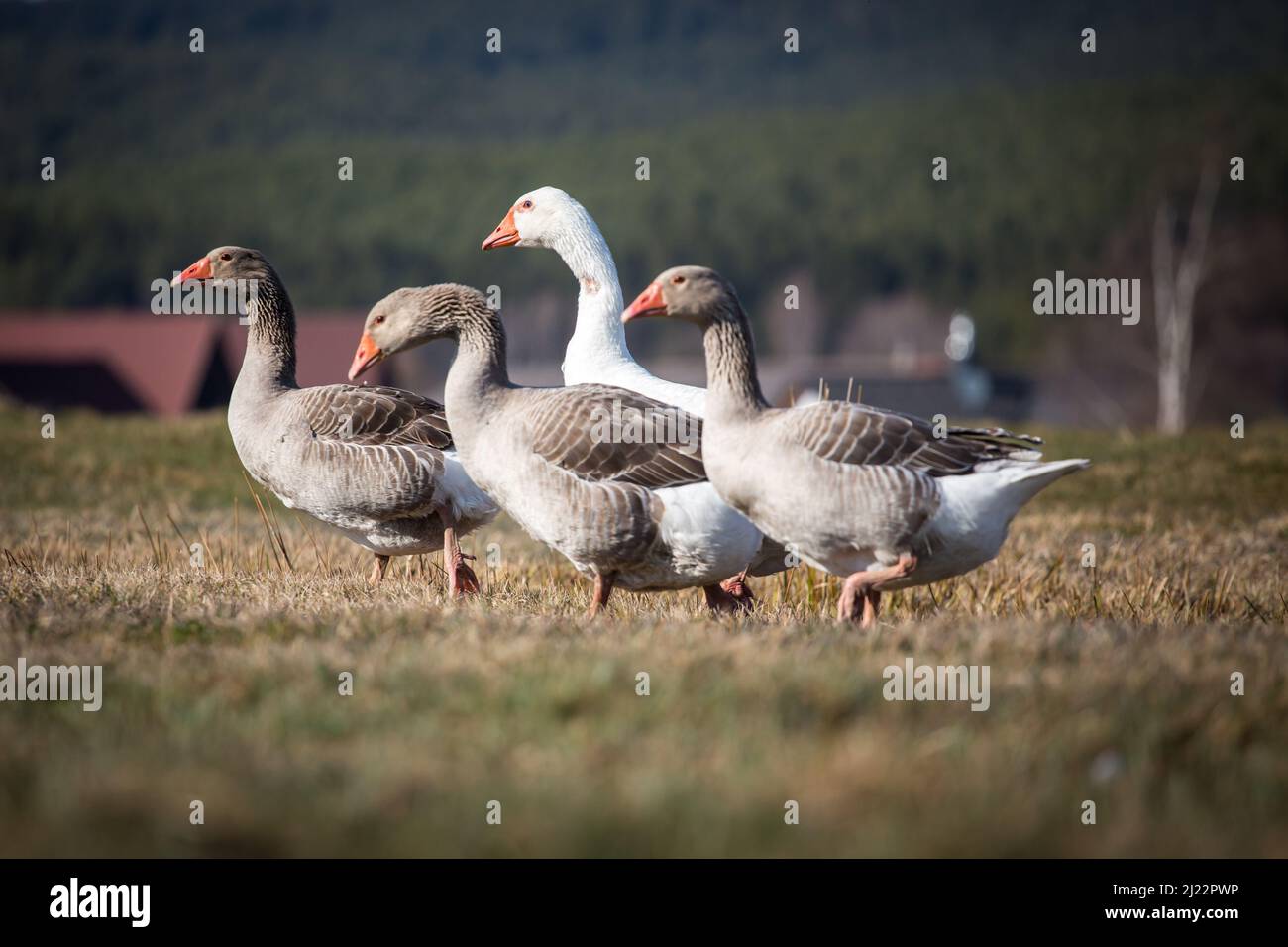 Gregge di oche, famiglia di oche della razza 'Österreichische Landgans', una razza d'oca in pericolo proveniente dall'Austria Foto Stock