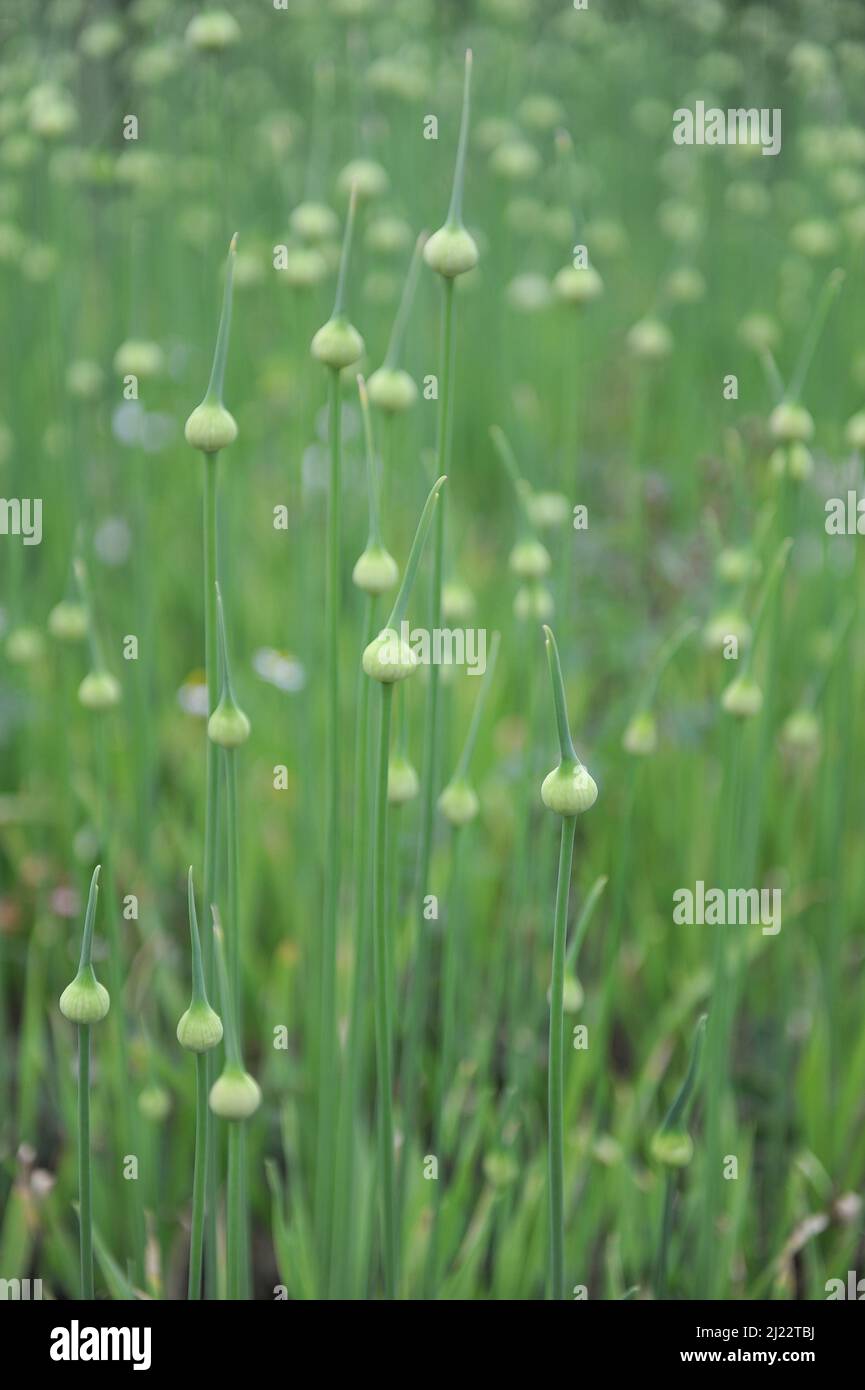 Allium Ping Pong si prepara a fiorire in un giardino nel mese di giugno Foto Stock