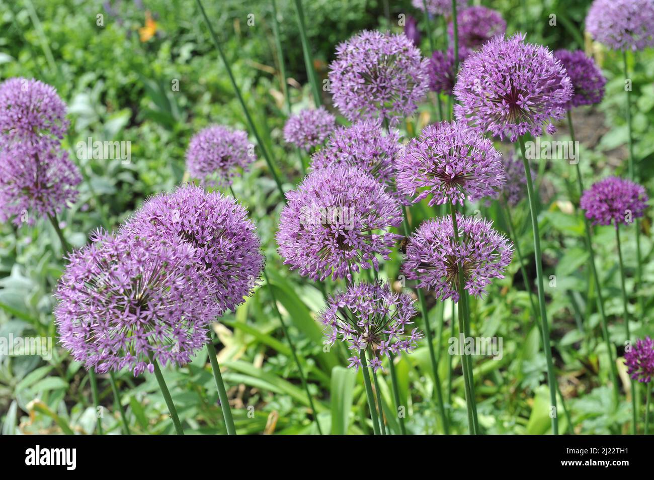 L'aglio olandese (Allium hollandicum) la sensazione viola fiorisce in un giardino nel mese di maggio Foto Stock
