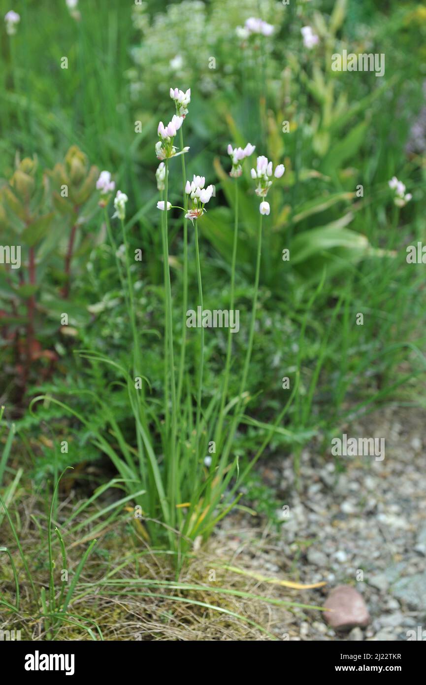 L'aglio a fiori rosati (roseo dell'Allium) fiorisce in un giardino nel mese di maggio Foto Stock