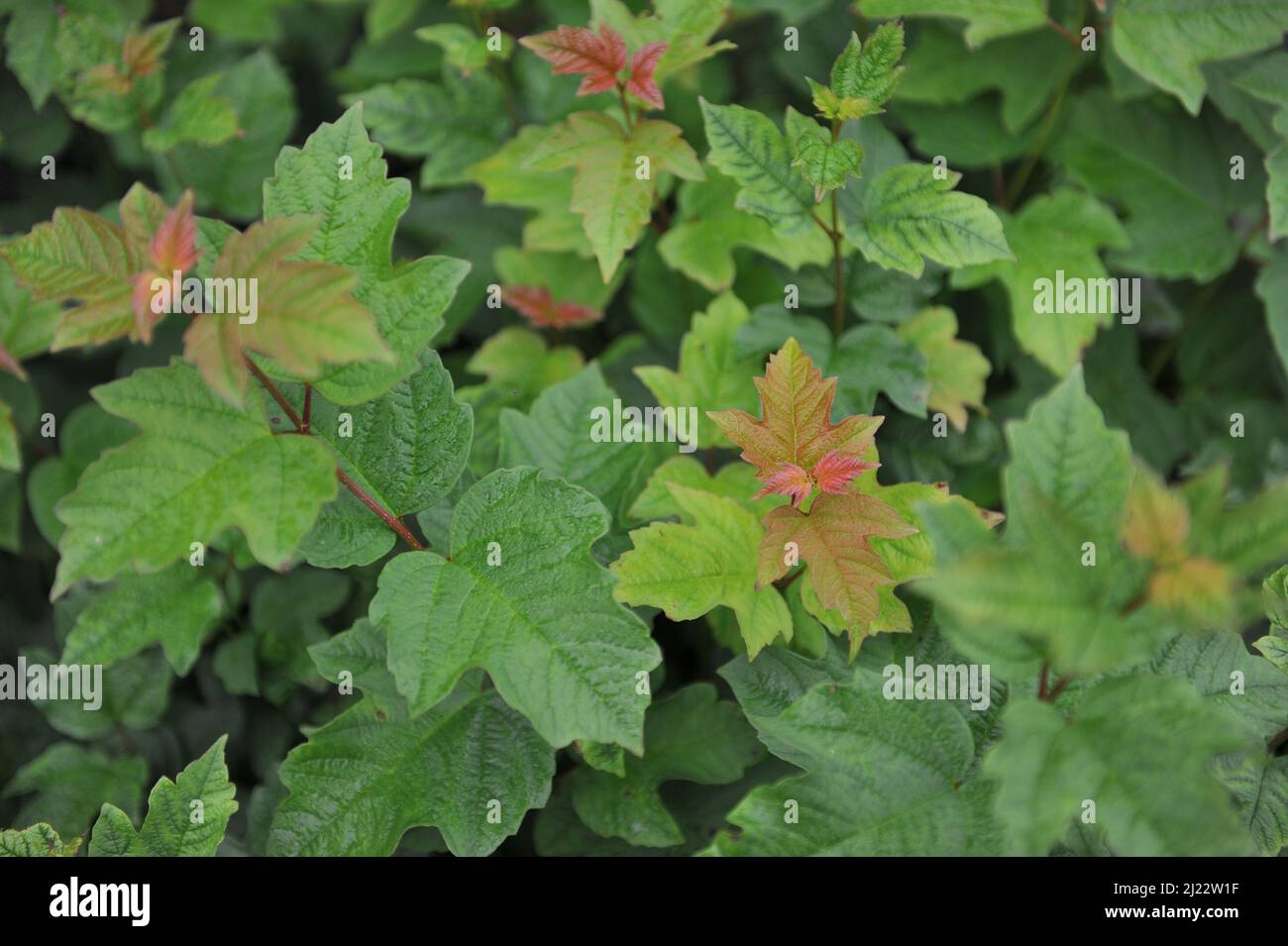 La corteccia verde (Physocarpus opulifolius) cresce in un giardino nel mese di luglio Foto Stock
