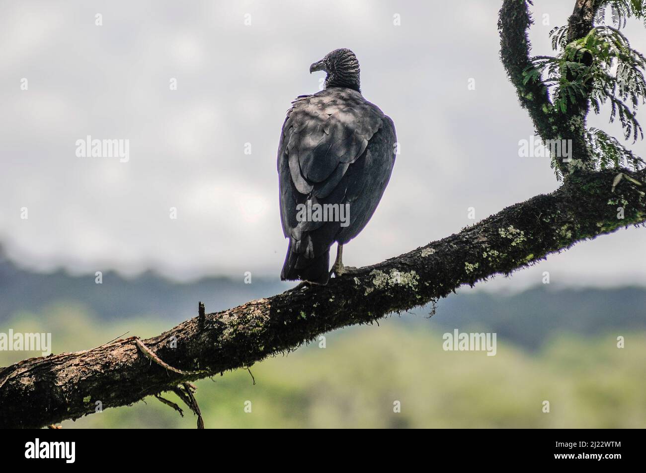 Avvoltoio nero (atratus dei coragyps). Parco Nazionale di Iguazu, Misiones, Argentina Foto Stock