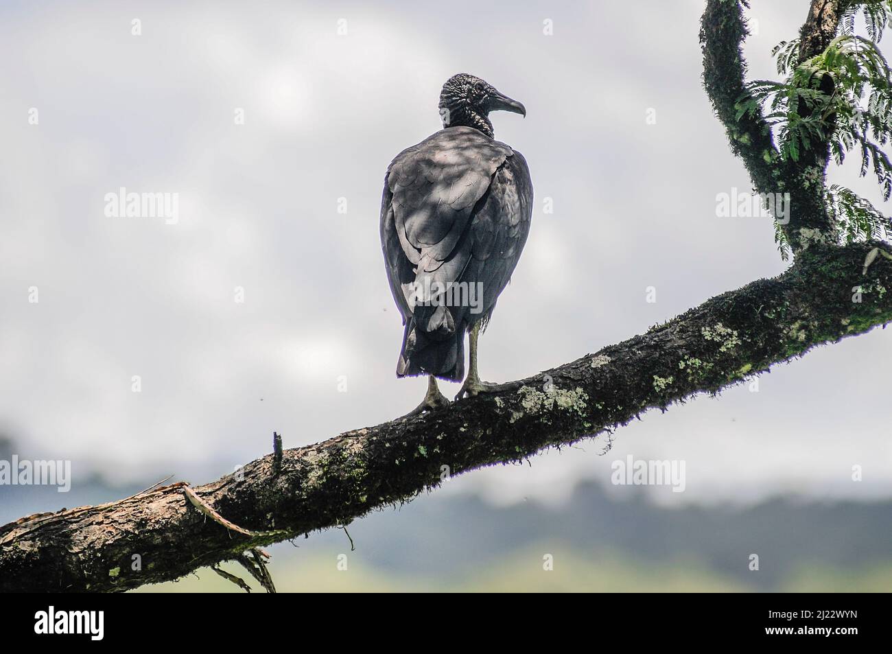 Avvoltoio nero (atratus dei coragyps). Parco Nazionale di Iguazu, Misiones, Argentina Foto Stock