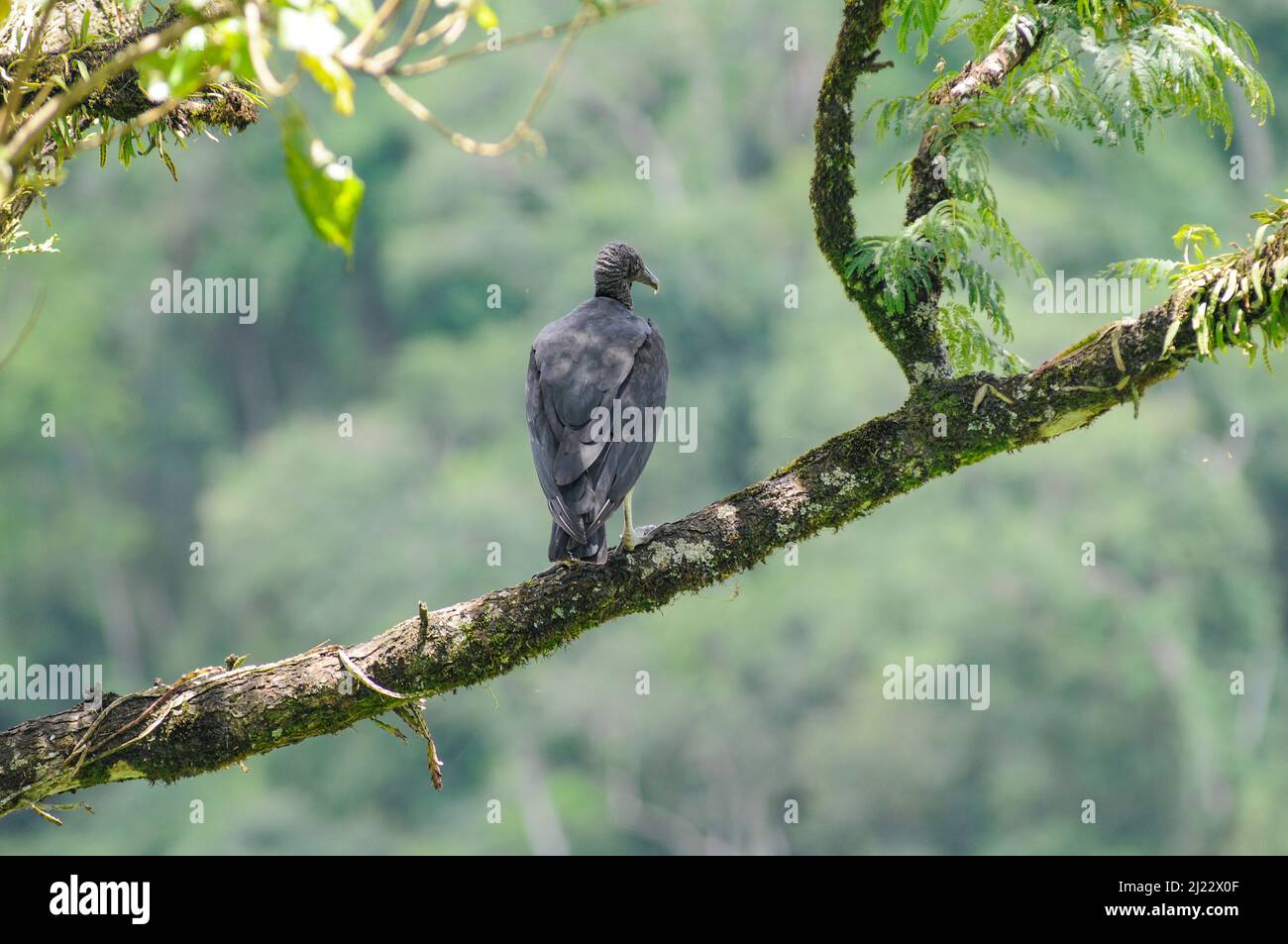 Avvoltoio nero (atratus dei coragyps). Parco Nazionale di Iguazu, Misiones, Argentina Foto Stock