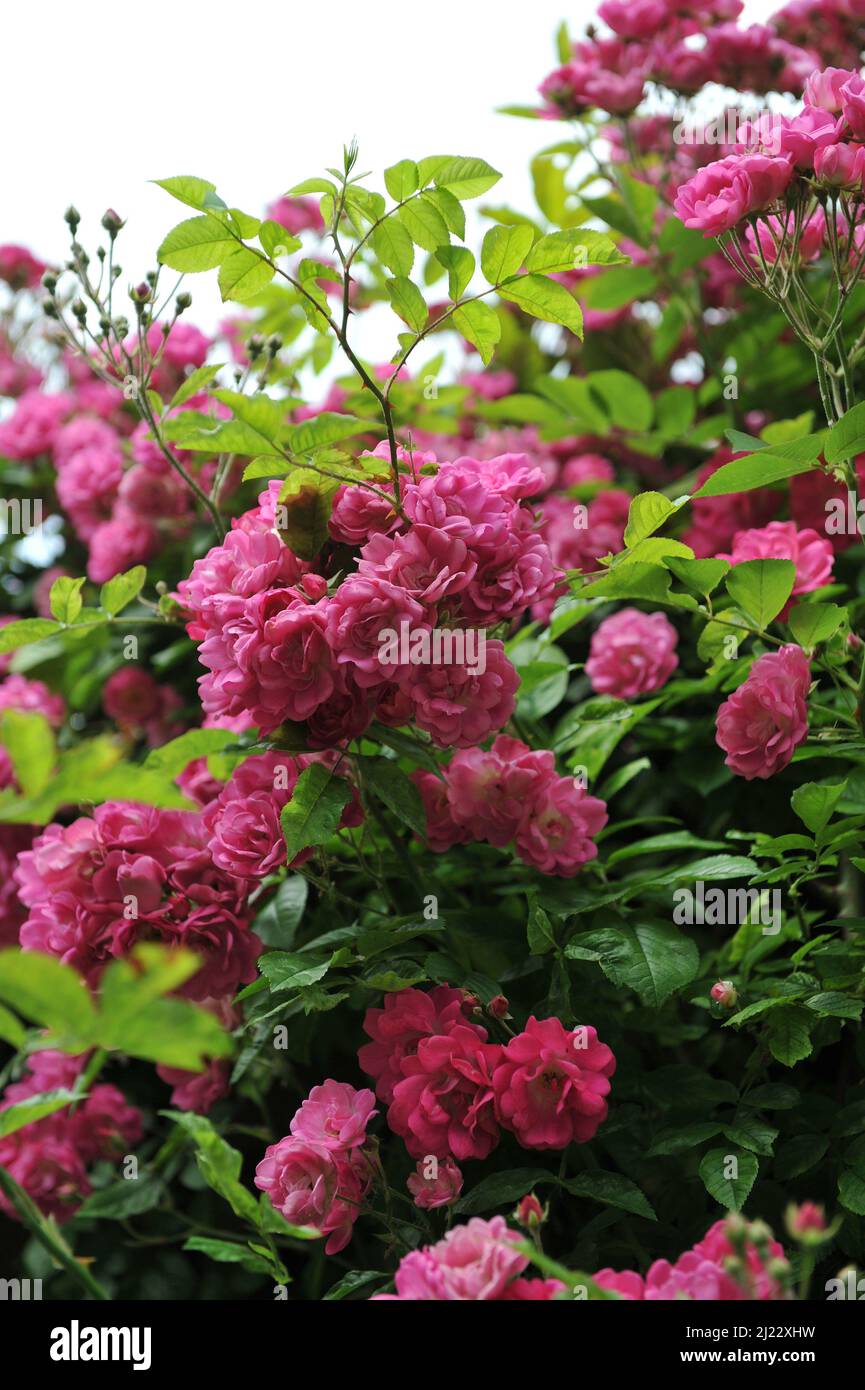Rosa rampicante Hybrid Multiflora rosa (Rosa) Dawson fiorisce in un giardino nel mese di giugno Foto Stock