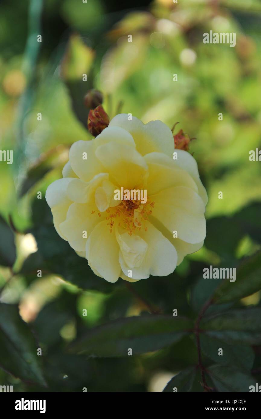 Giallo Hybrid Musk Rose (Rosa) Daybreak fiorisce in un giardino nel mese di giugno Foto Stock