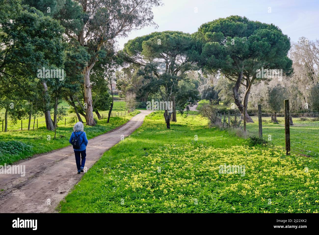 Alberi di pino di pietra all'Herdade do Zambujal, Palmela. Portogallo Foto Stock