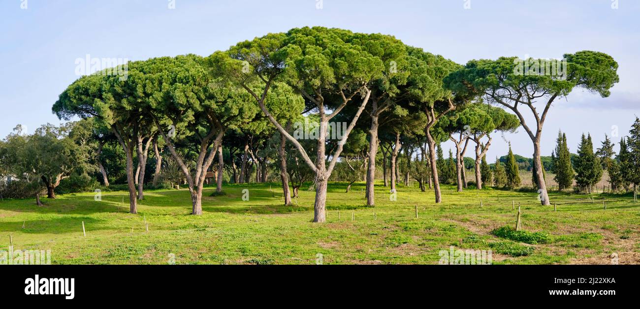 Pini di pietra a Herdade do Zambujal, Palmela. Portogallo Foto Stock