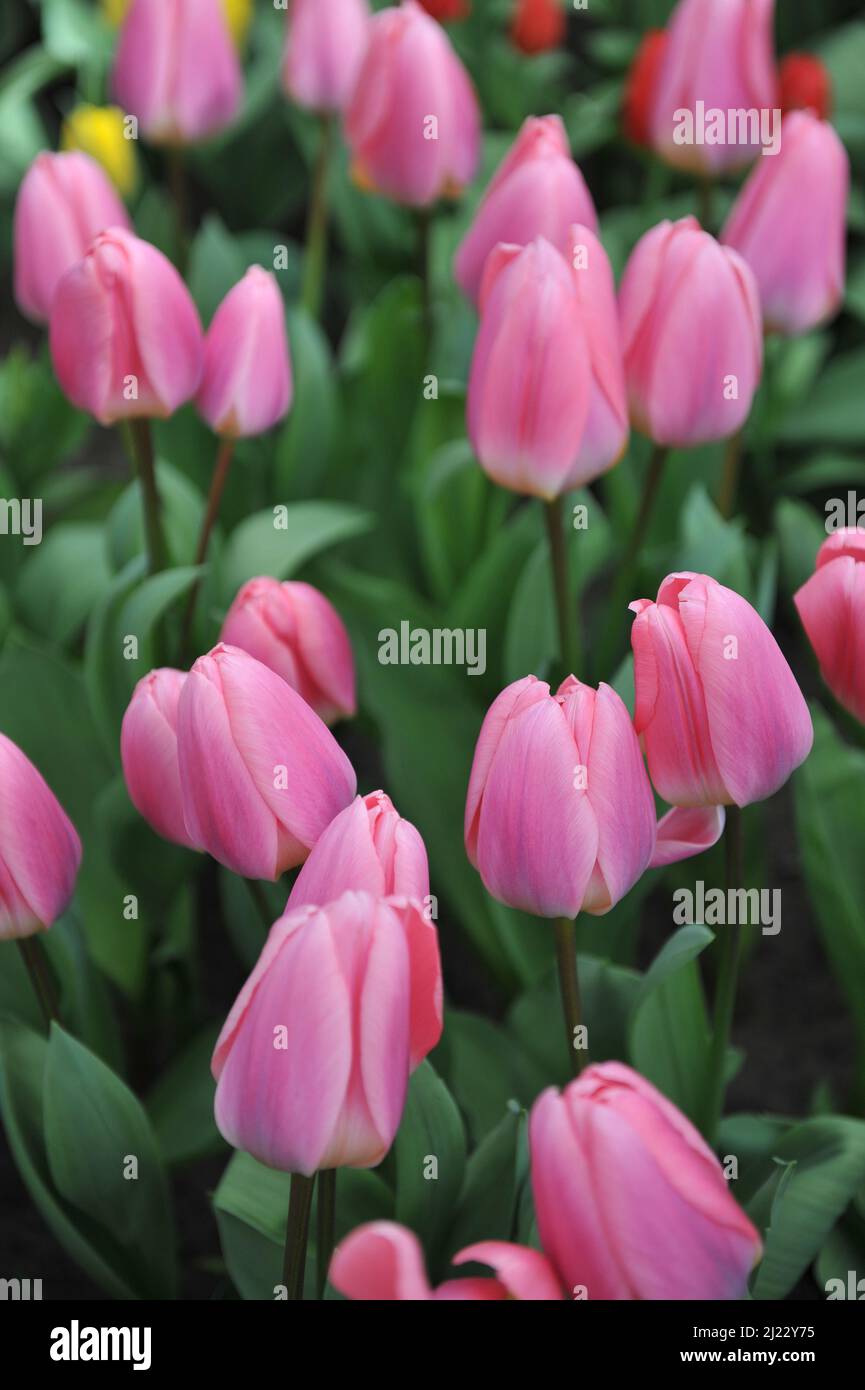 Rosa Darwin tulipani ibridi (Tulipa) leggero e sognante fiore in un giardino nel mese di aprile Foto Stock