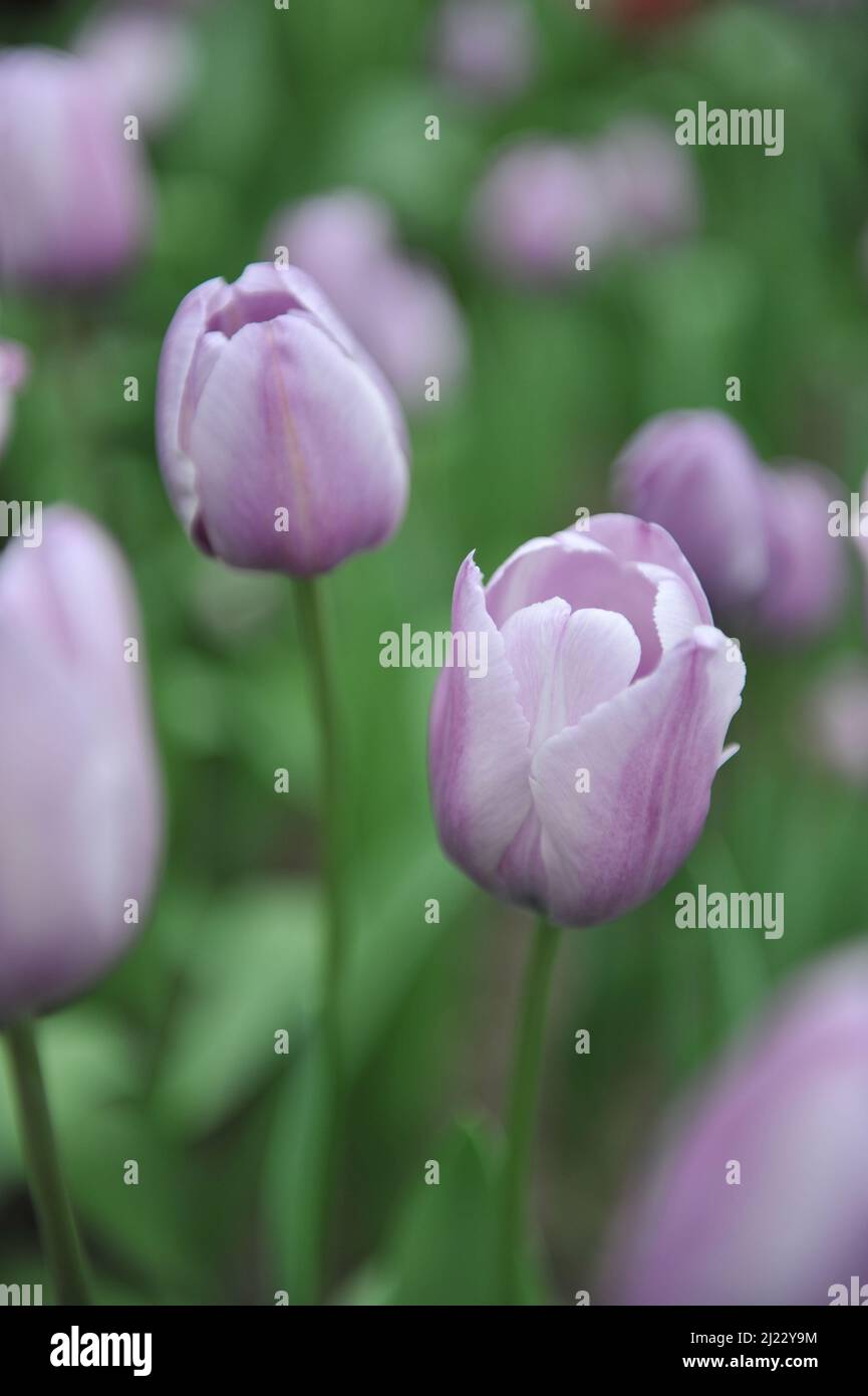 Tulipani rosa di Triumph (Tulipa) Lilac fiore di amore in un giardino nel mese di aprile Foto Stock