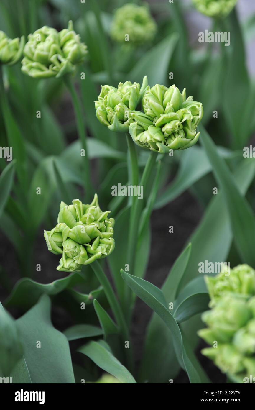 Tulipani (Tulipa) piccola regina fiorita in un giardino nel mese di aprile Foto Stock