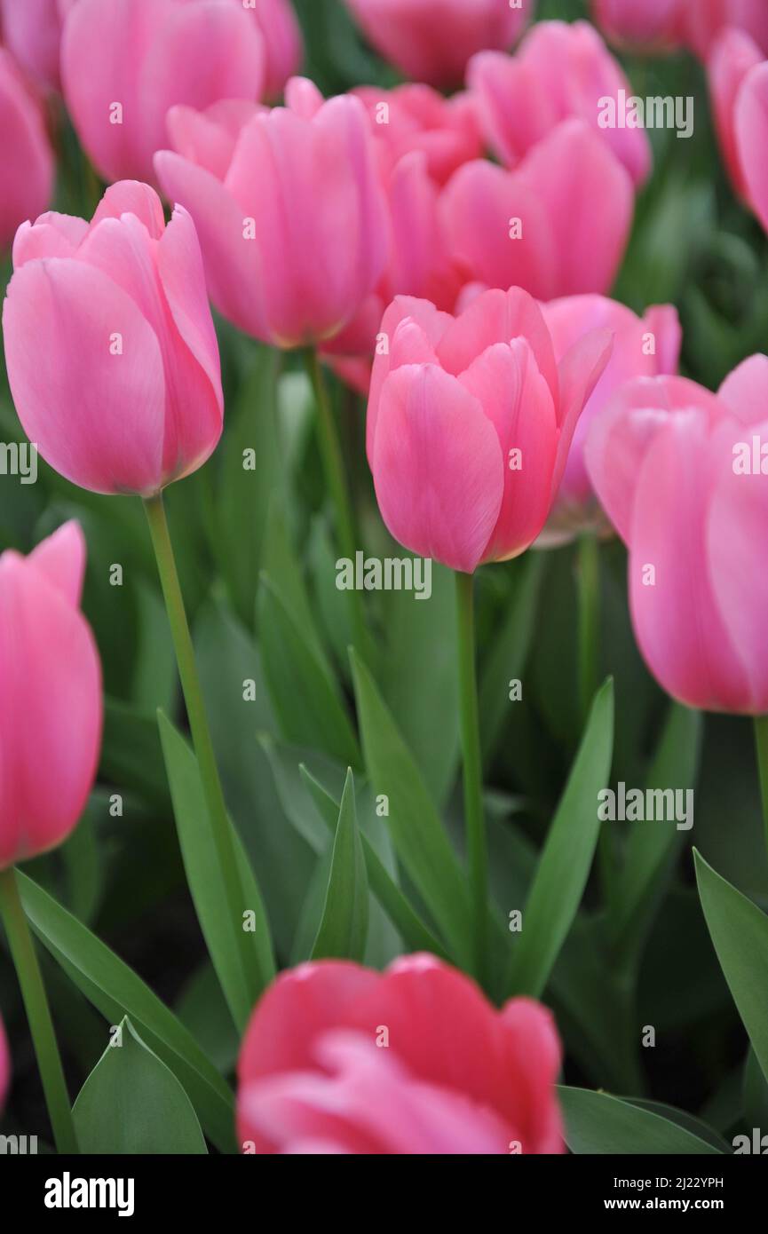 Rosa Darwin tulipani ibridi (Tulipa) Love Me fiore tenero in un giardino nel mese di aprile Foto Stock