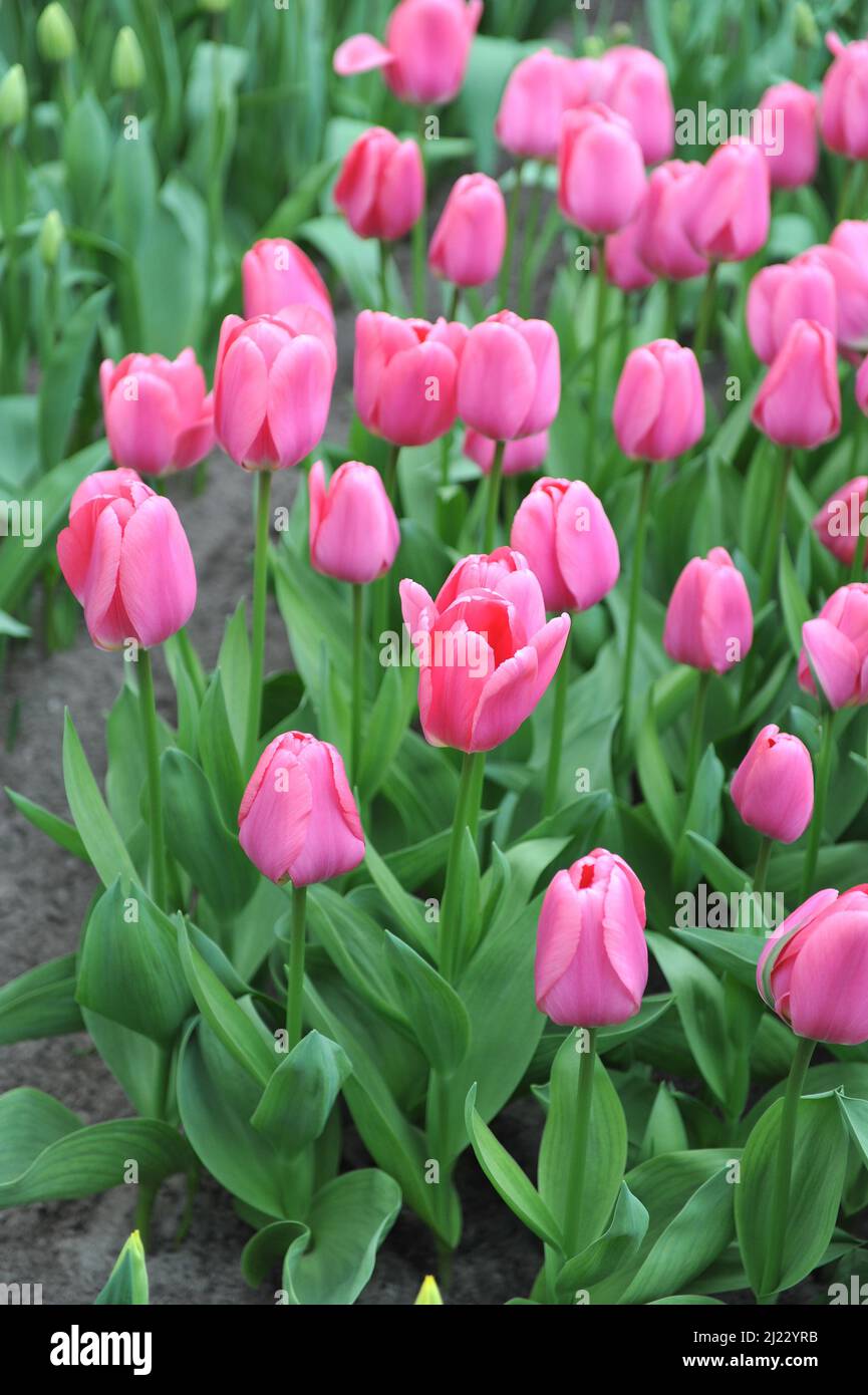 Rosa Darwin tulipani ibridi (Tulipa) Love Me fiore tenero in un giardino nel mese di marzo Foto Stock