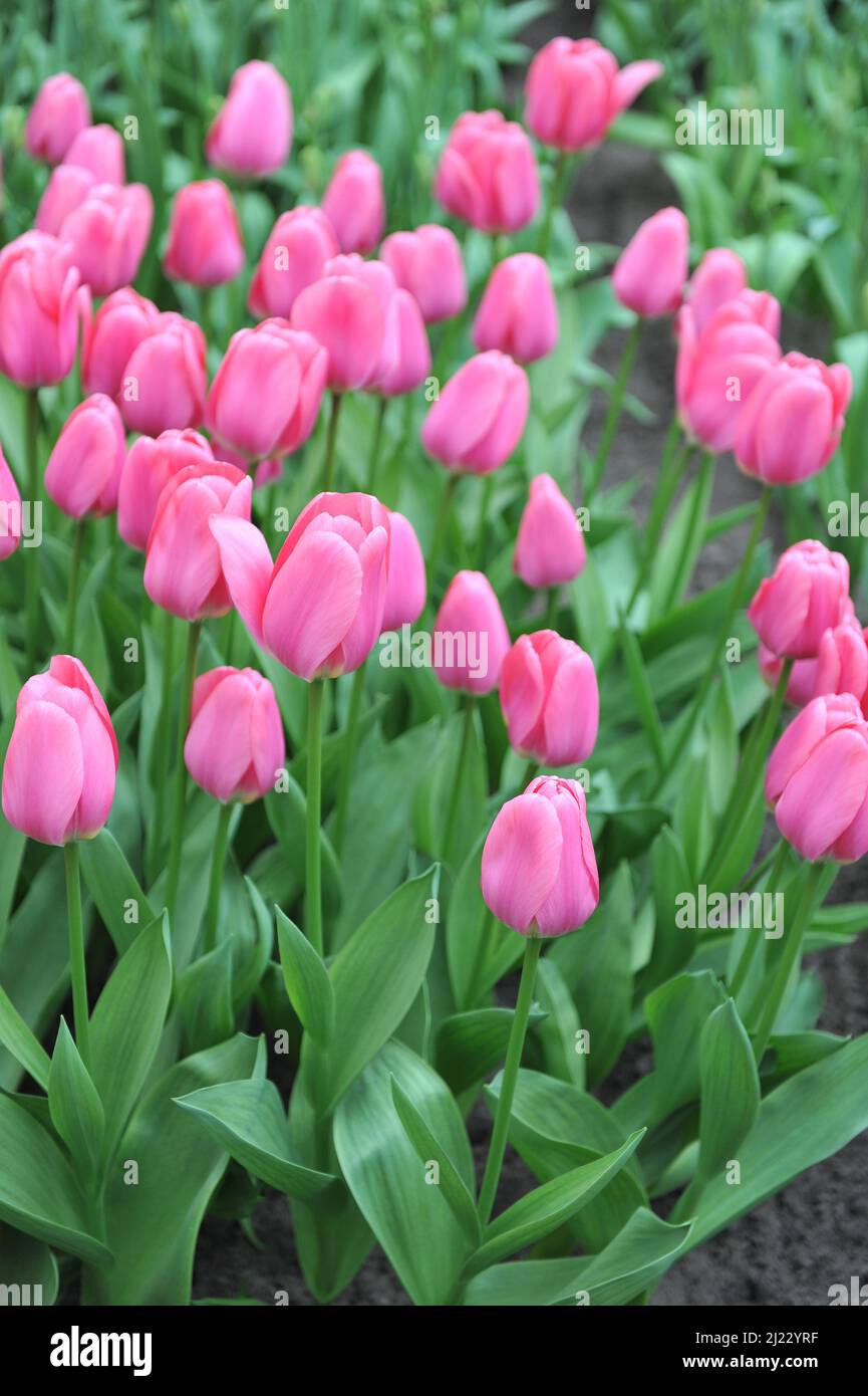 Rosa Darwin tulipani ibridi (Tulipa) Love Me fiore tenero in un giardino nel mese di marzo Foto Stock