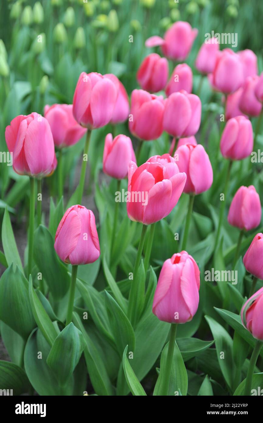 Rosa Darwin tulipani ibridi (Tulipa) Love Me fiore tenero in un giardino nel mese di marzo Foto Stock