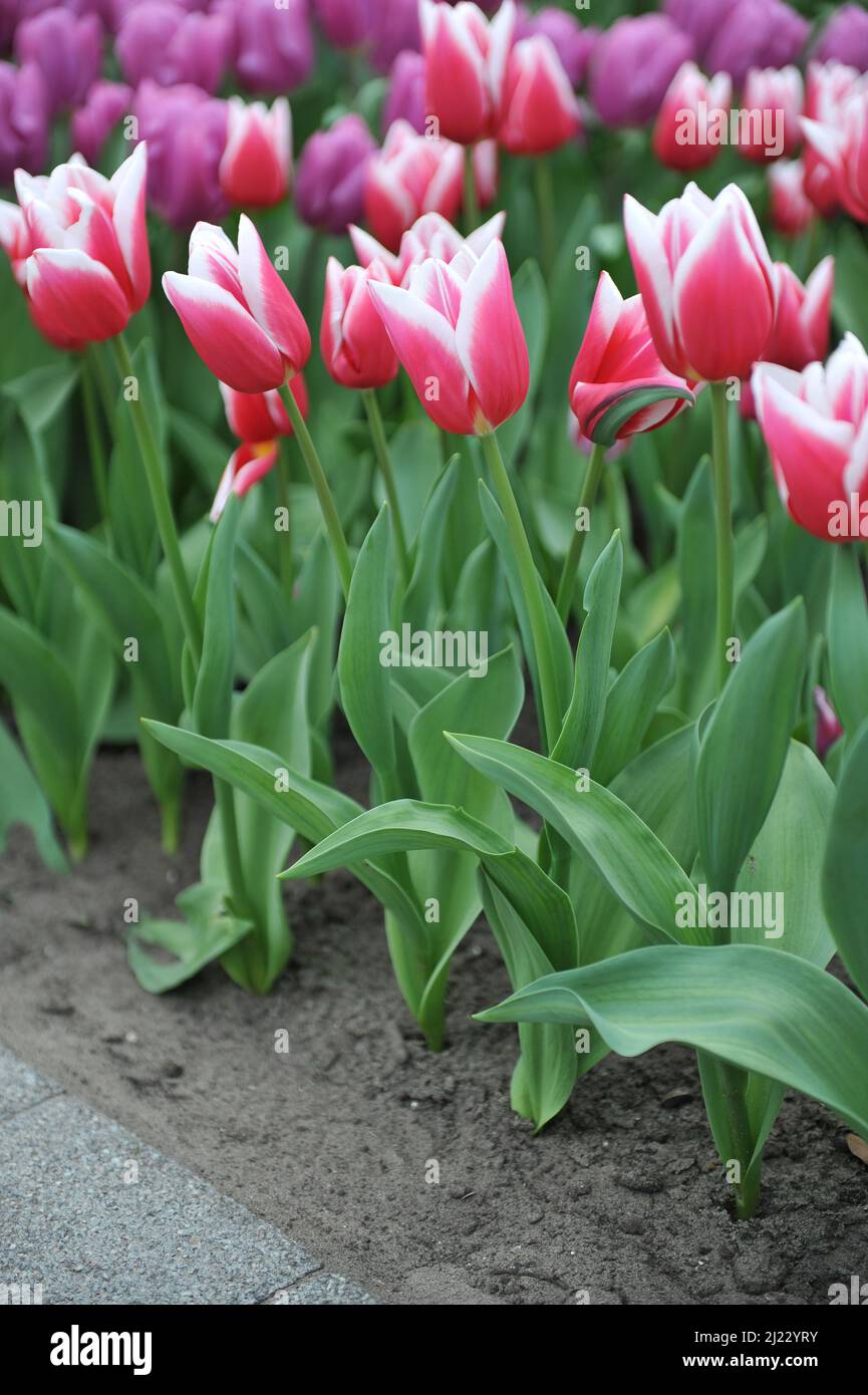Rosso con bordi bianchi tulipani di Trionfo (Tulipa) fiore pozione d'amore in un giardino nel mese di aprile Foto Stock