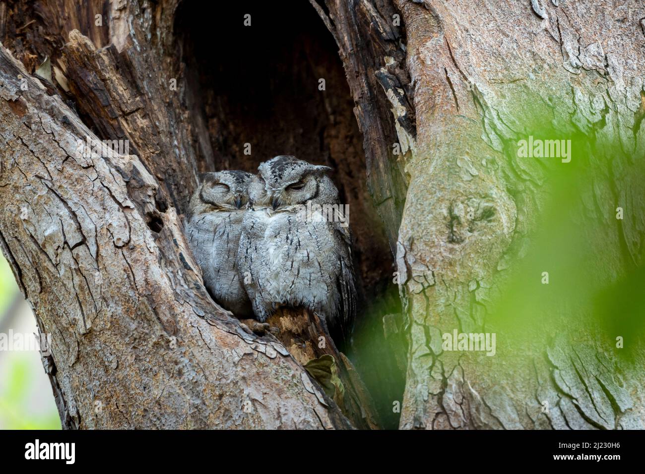 scops indiani gufo o Otus bakkamoena owlet coppia insieme che riposano in nido durante il safari al parco nazionale ranthambore foresta riserva rajasthan india Foto Stock
