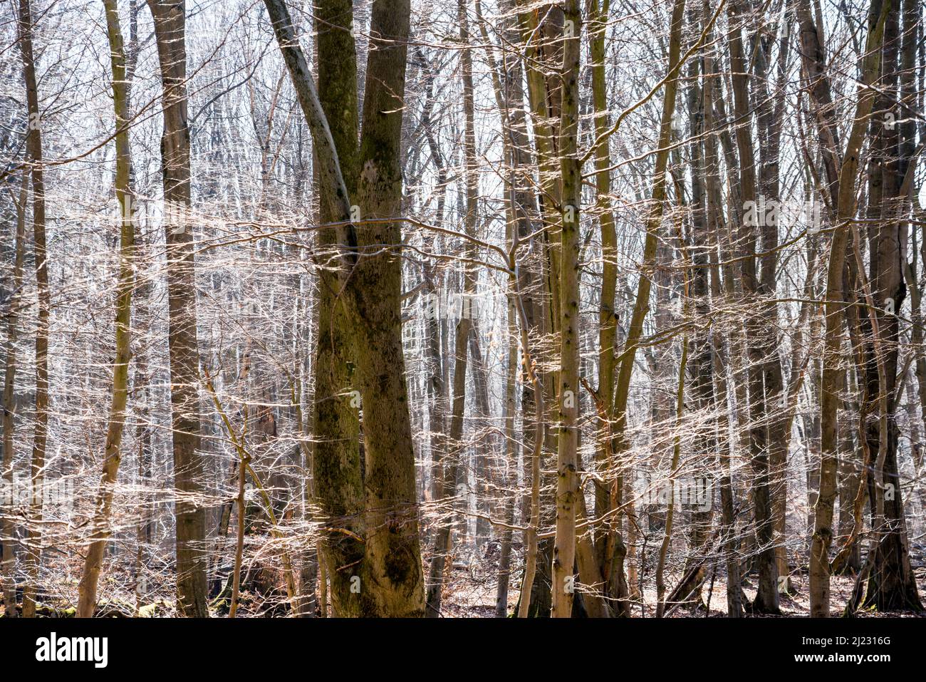 Foresta Sababurg Urwald, Hofgeismar, Weser Uplands, Weserbergland, Hesse, Germania Foto Stock